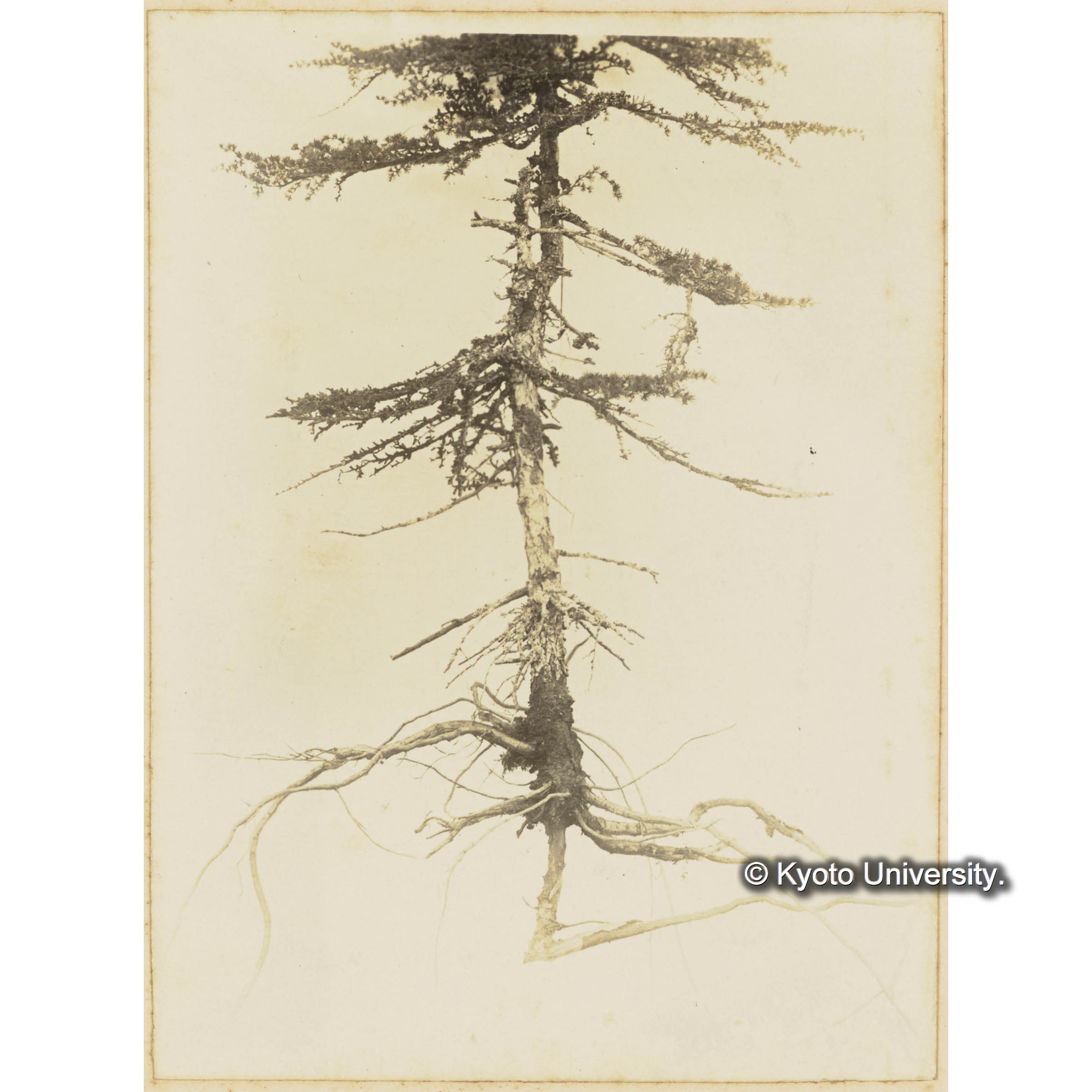 ツンドラ上に生育する矮小グイマツの根張 (3)