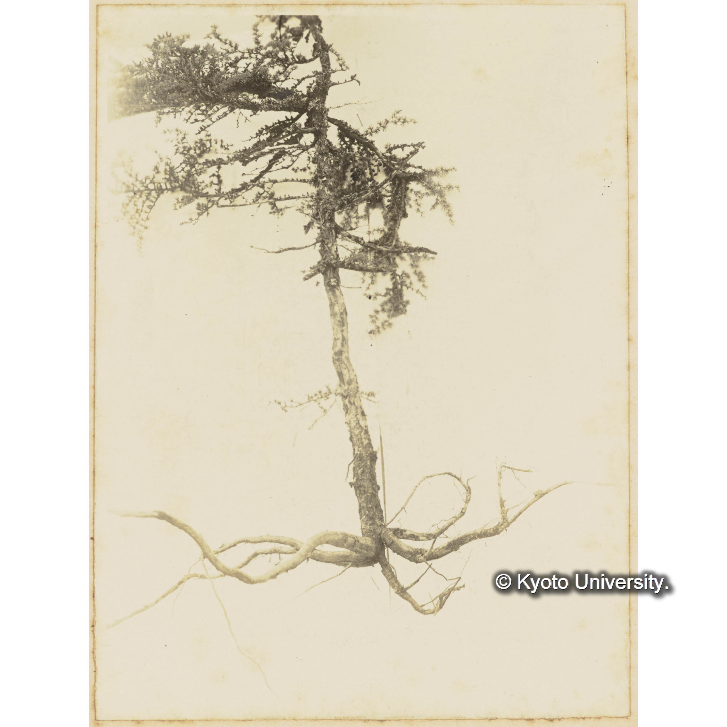 ツンドラ上に生育する矮小グイマツの根張　（裏に鉛筆でC027　C028） (1)