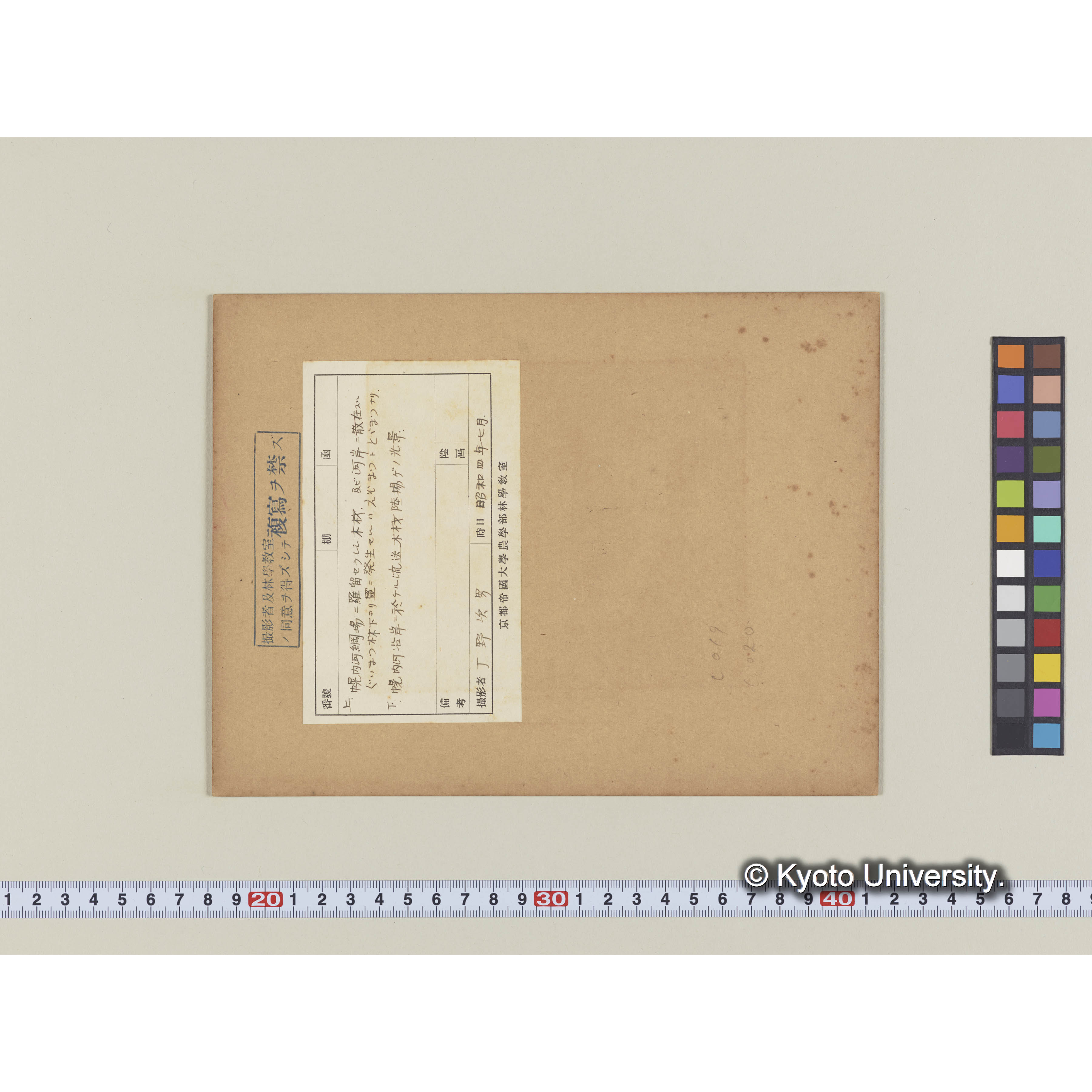 幌内川網場留の木材　散在するグイマツ林下のエゾマツとトドマツ (1)