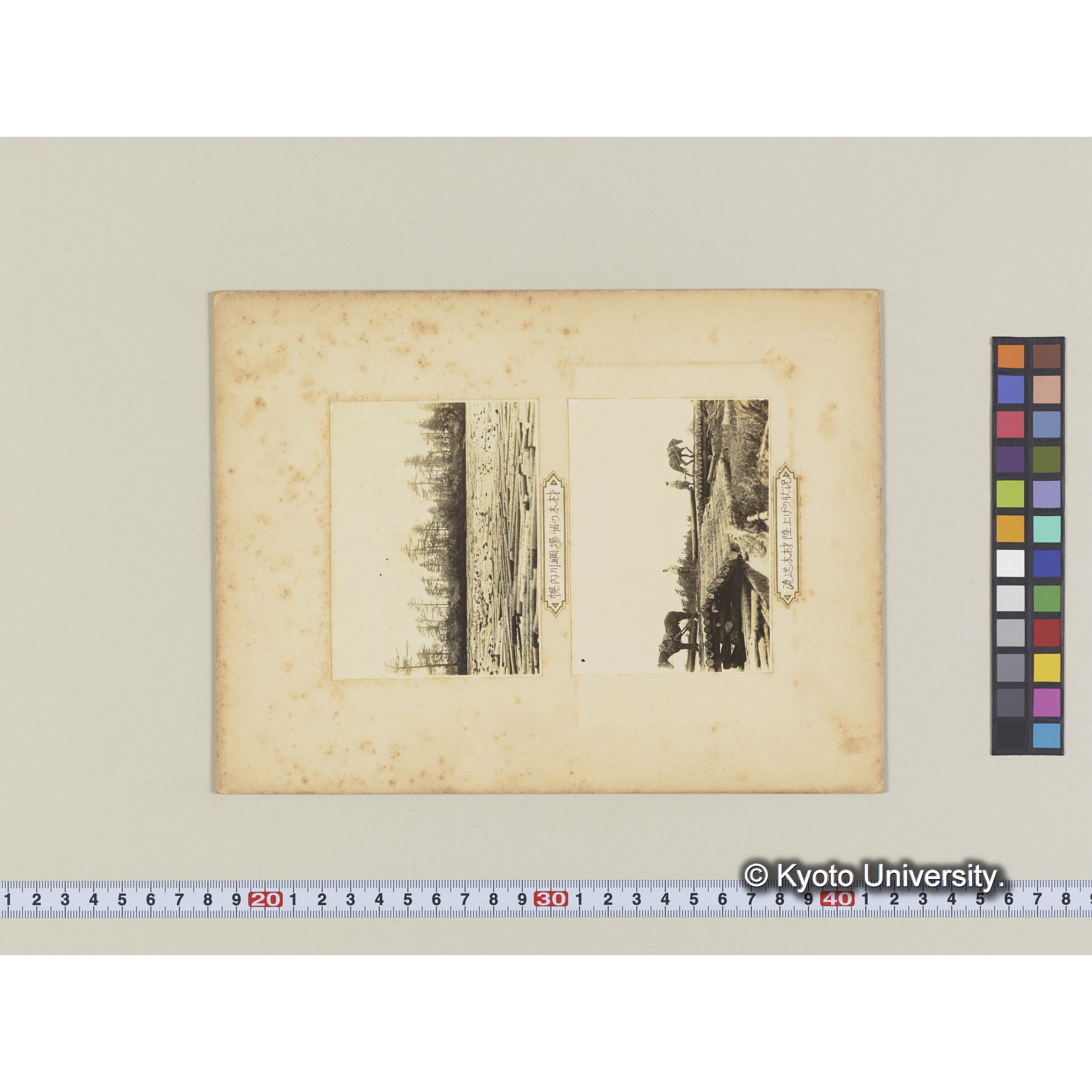 幌内川網場留の木材　散在するグイマツ林下のエゾマツとトドマツ (2)