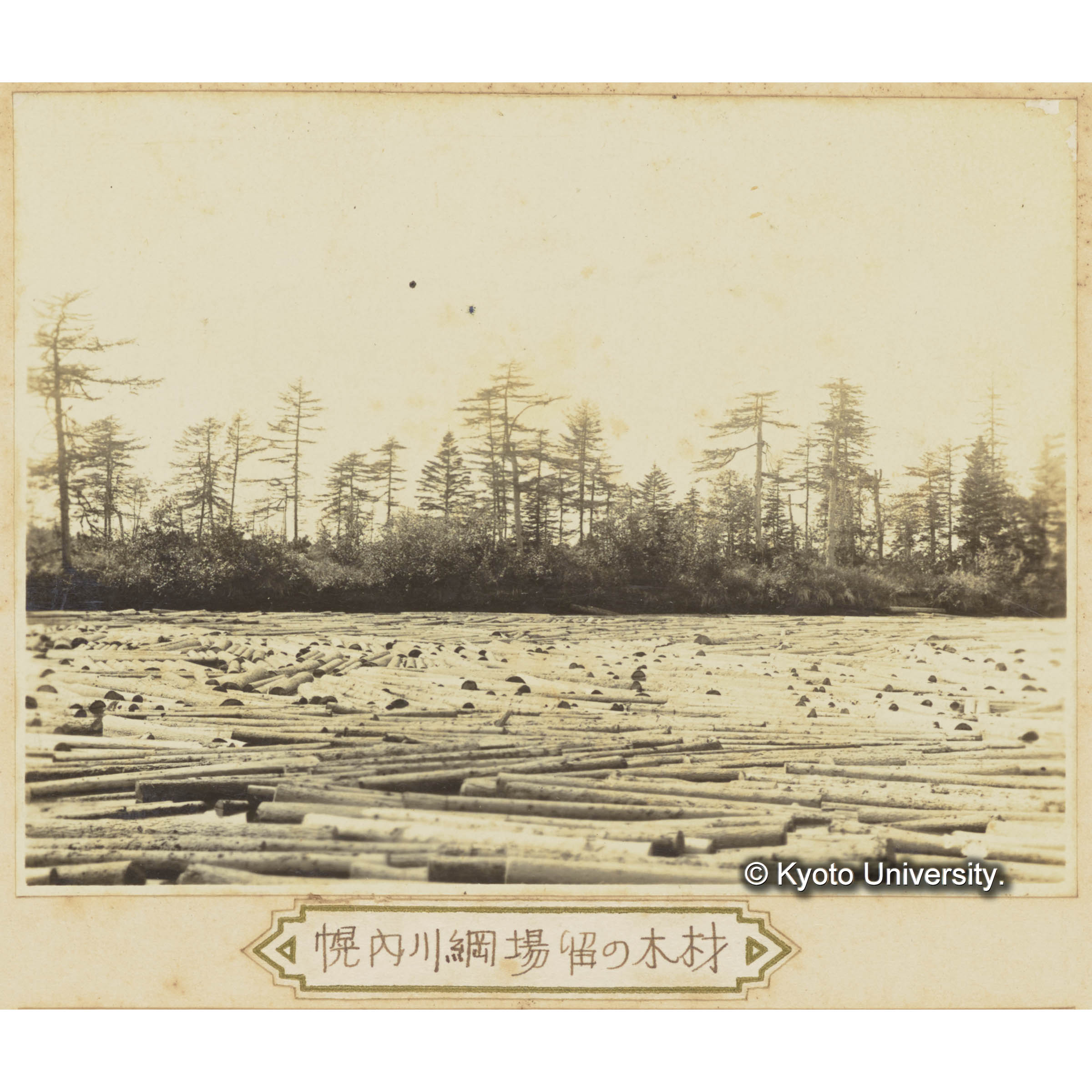 幌内川網場留の木材　散在するグイマツ林下のエゾマツとトドマツ (3)