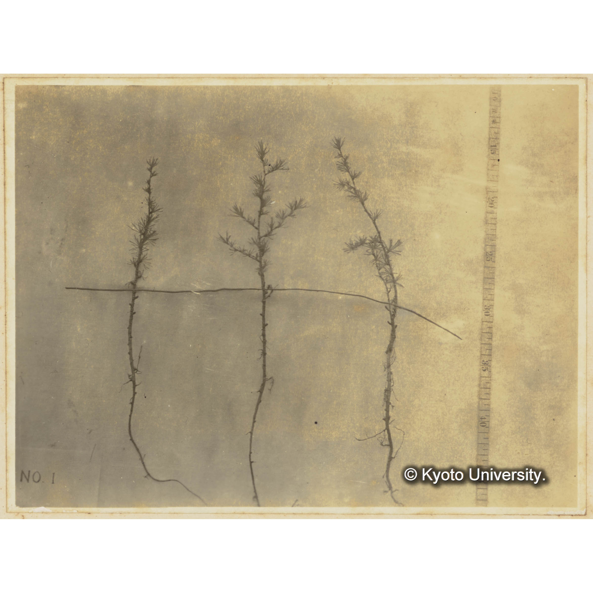 ツンドラ上に生育する矮小グイマツの根張。 (1)