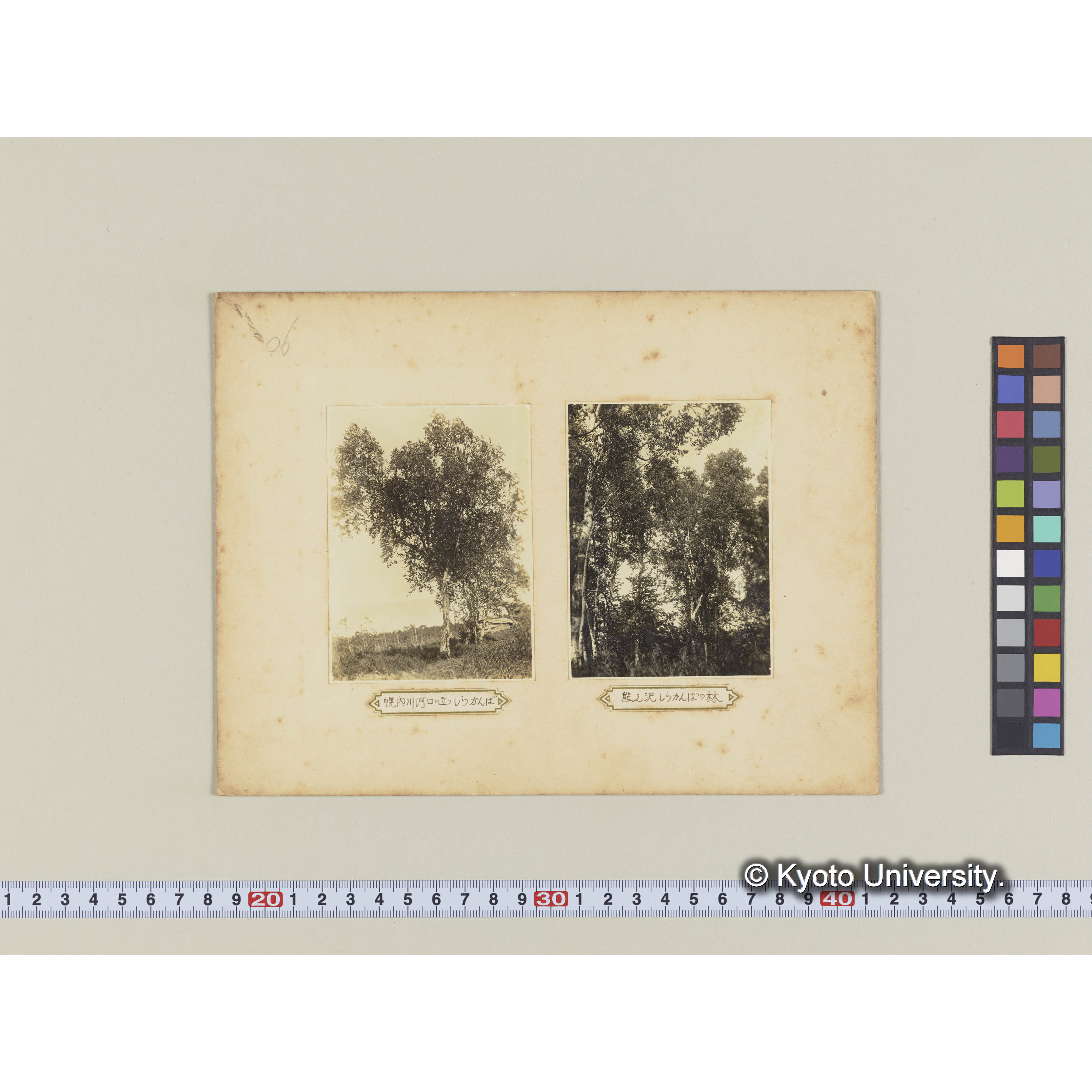 幌内川河口に立つシラカンバ (1)