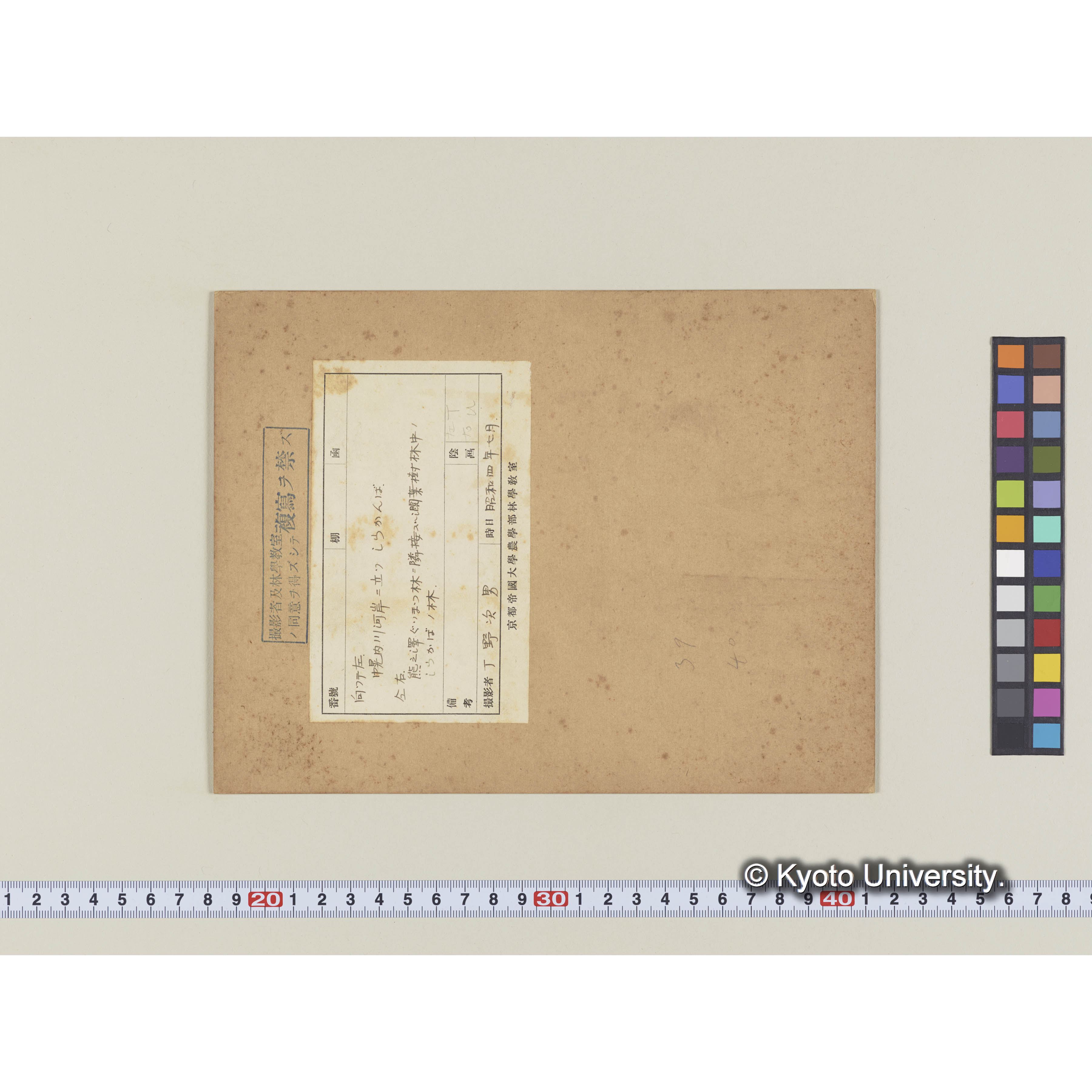 幌内川河口に立つシラカンバ (2)