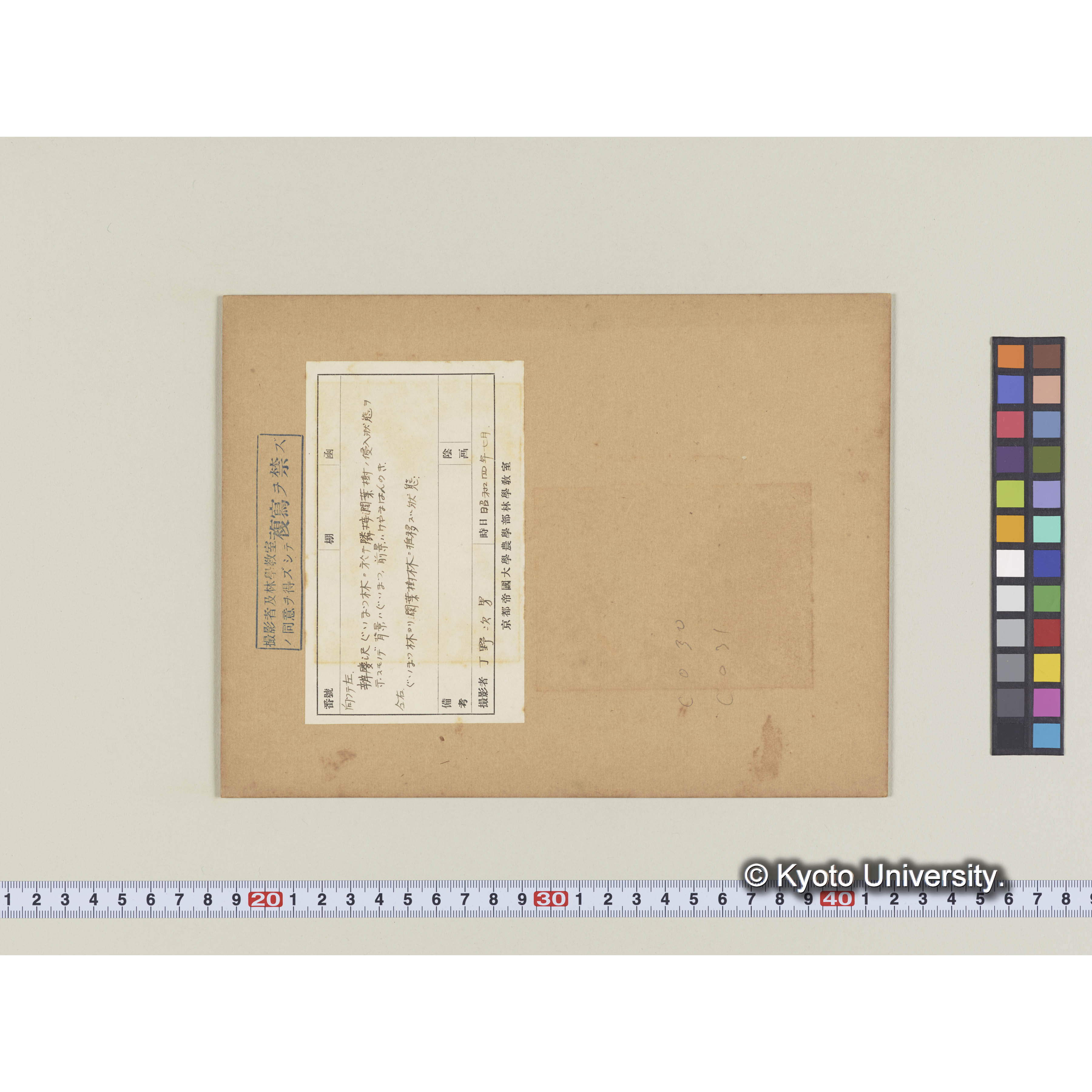 グイマツとケヤマハンノキ (1)