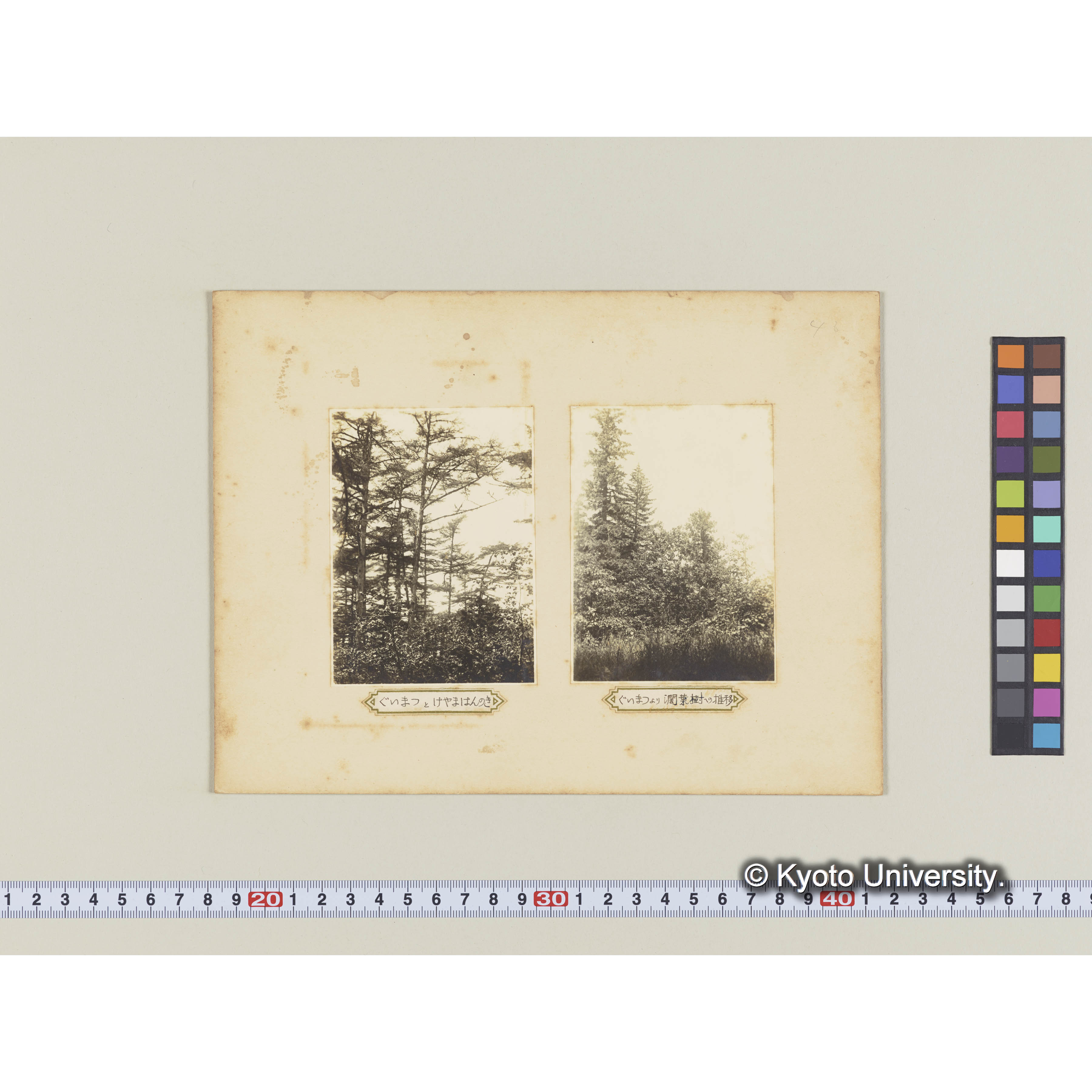 グイマツとケヤマハンノキ (2)