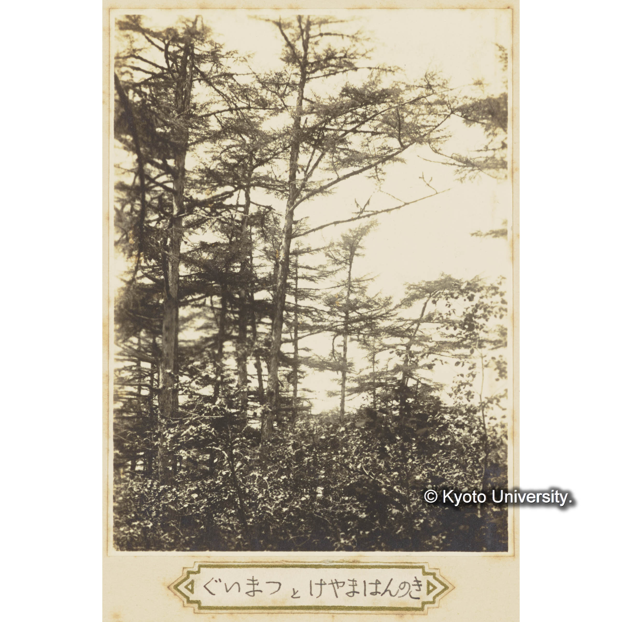 グイマツとケヤマハンノキ (3)