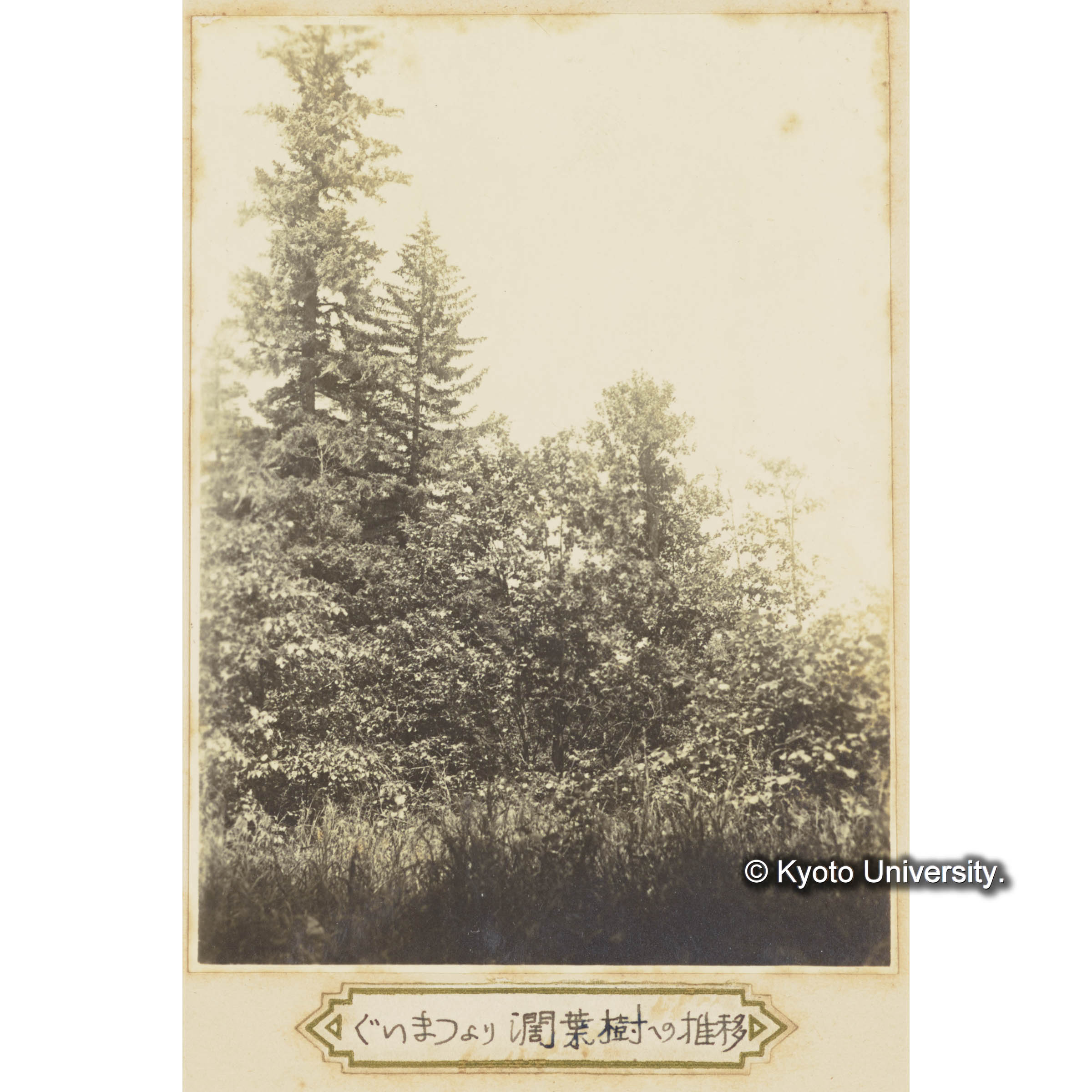 グイマツより闊葉樹林への推移 (1)