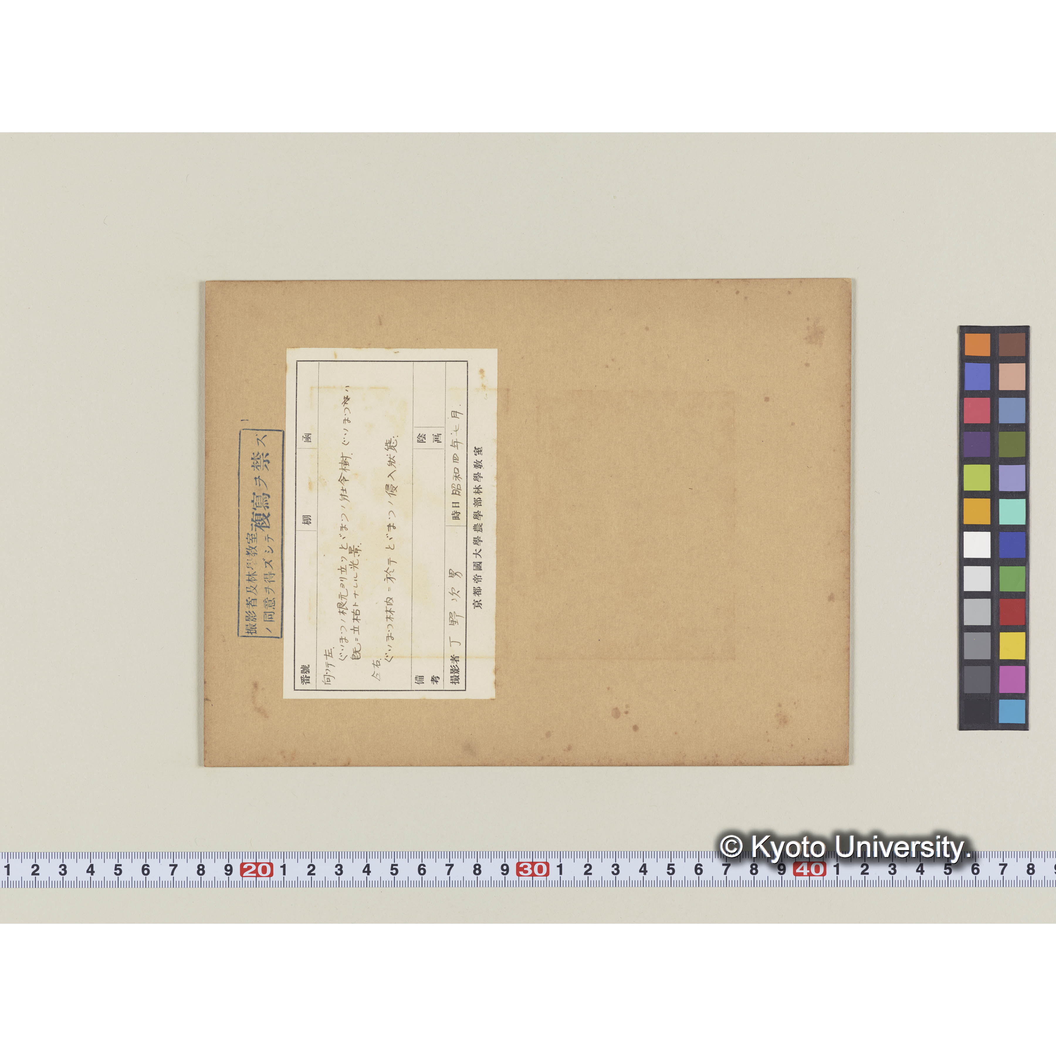 グイマツの根元より立つトドマツ (1)