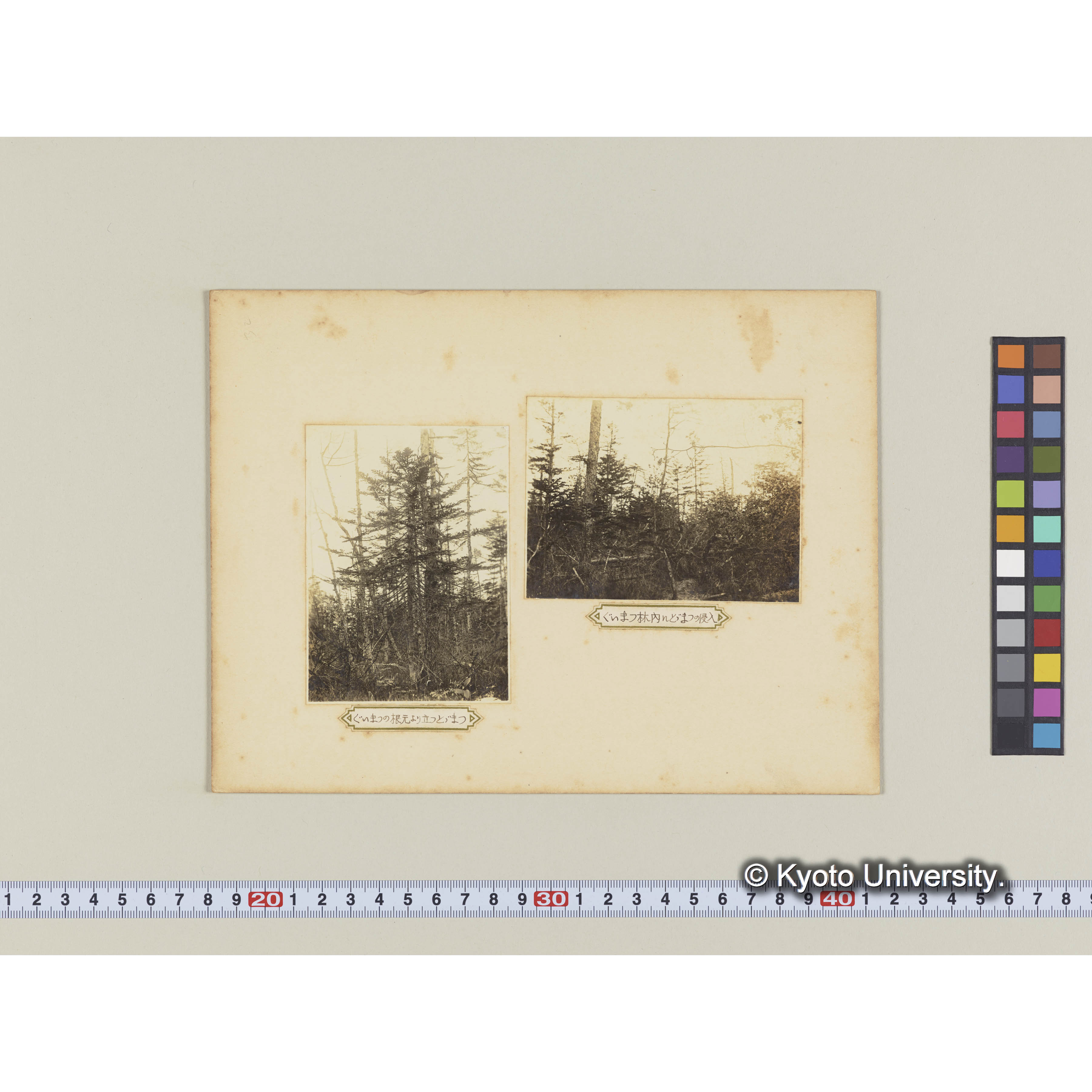 グイマツの根元より立つトドマツ (2)