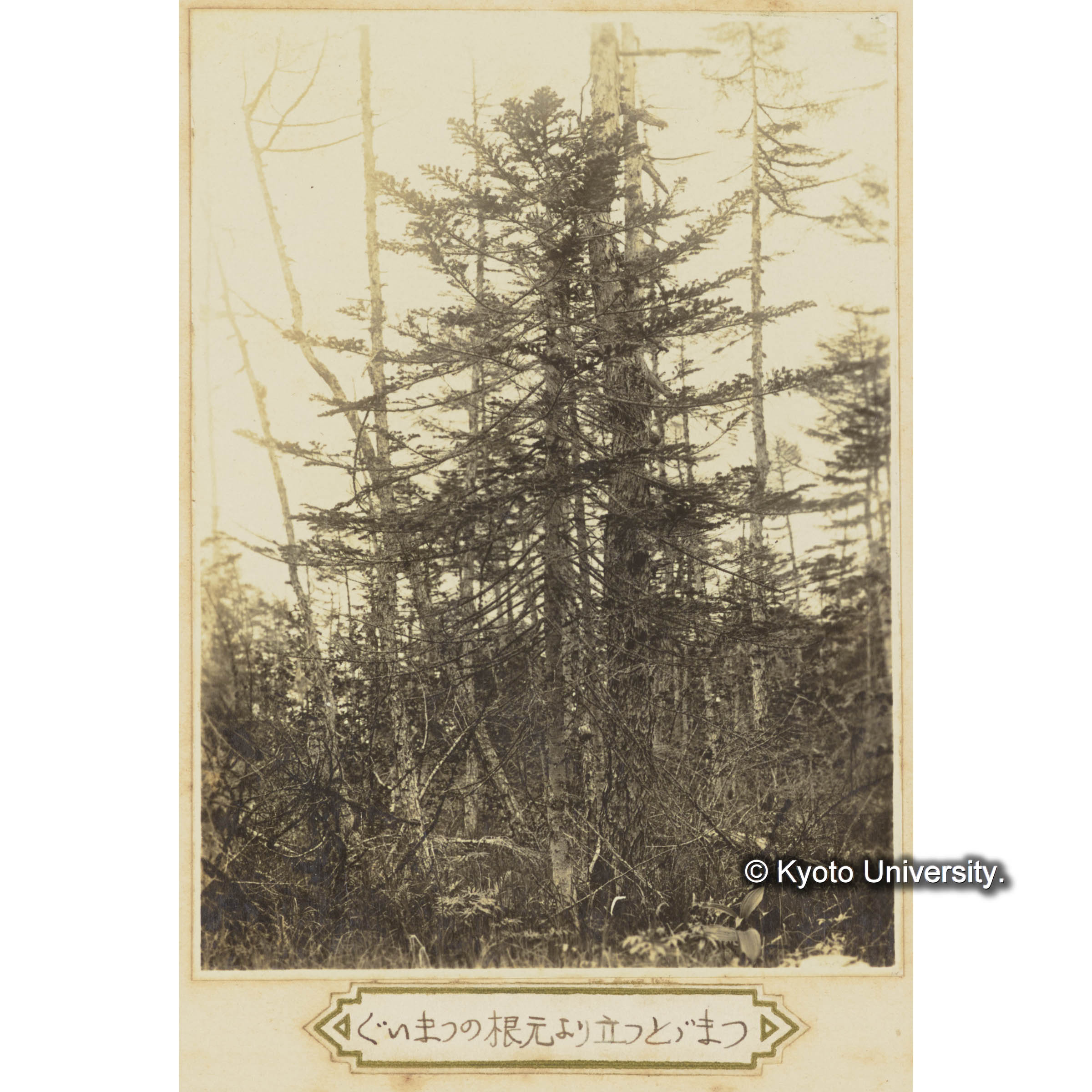 グイマツの根元より立つトドマツ (3)