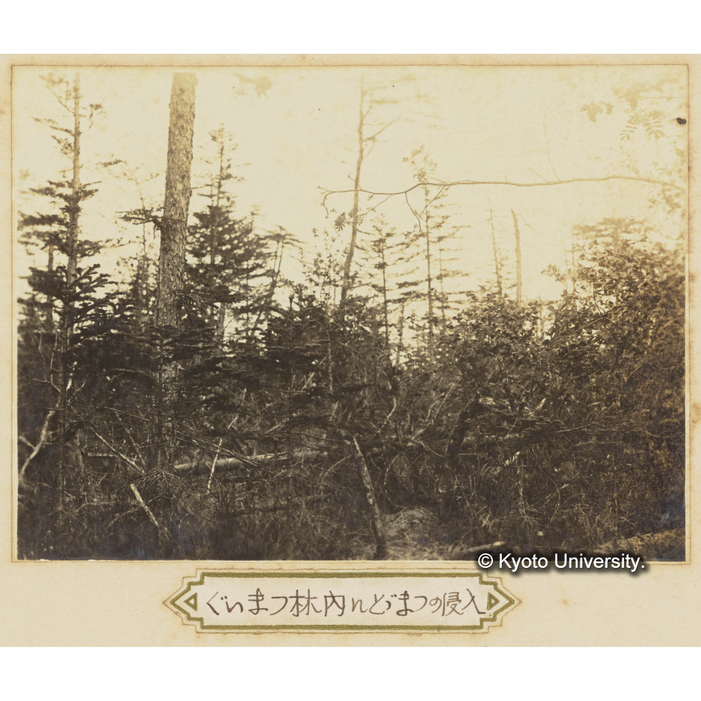 グイマツ林内にトドマツの侵入 (1)