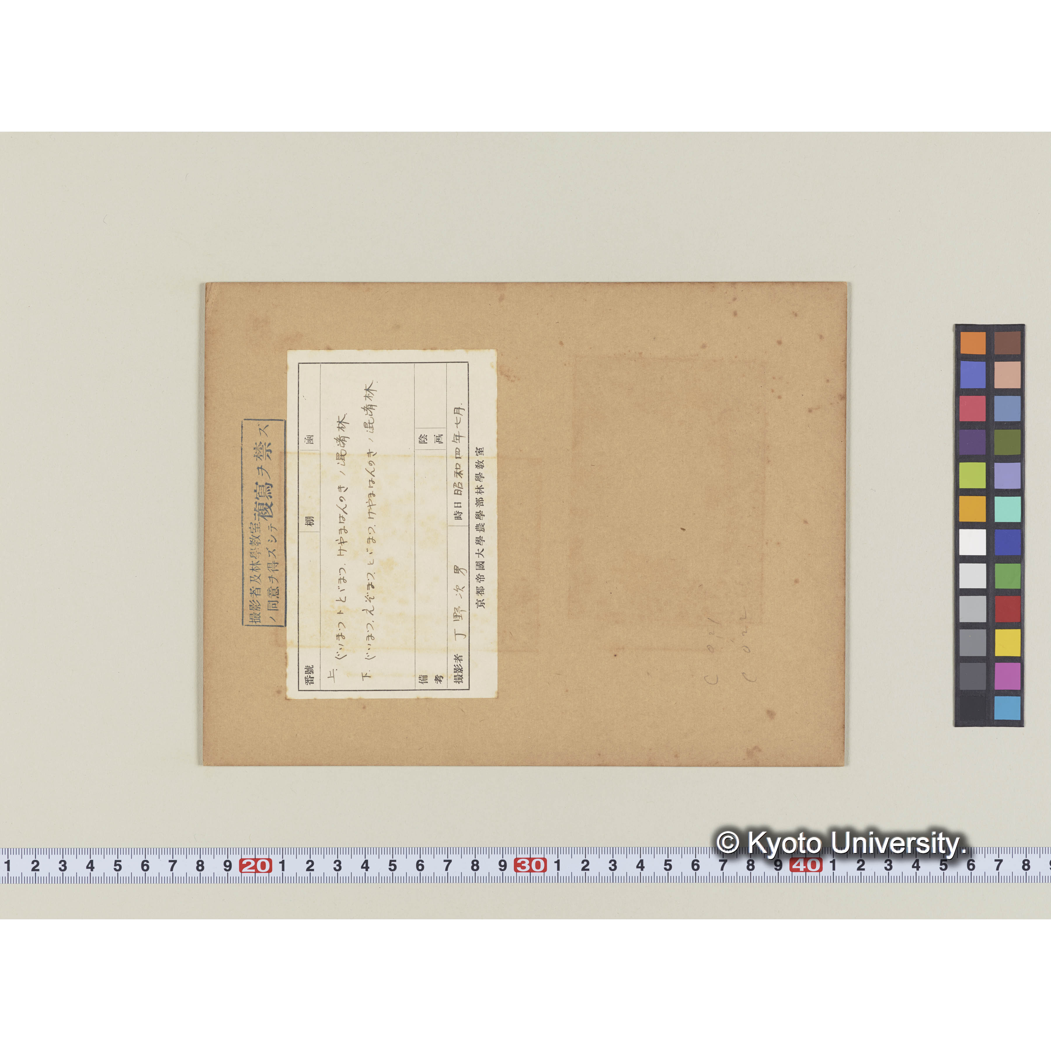 グイマツ、トドマツ、ケヤマハンノキの混交林 (1)