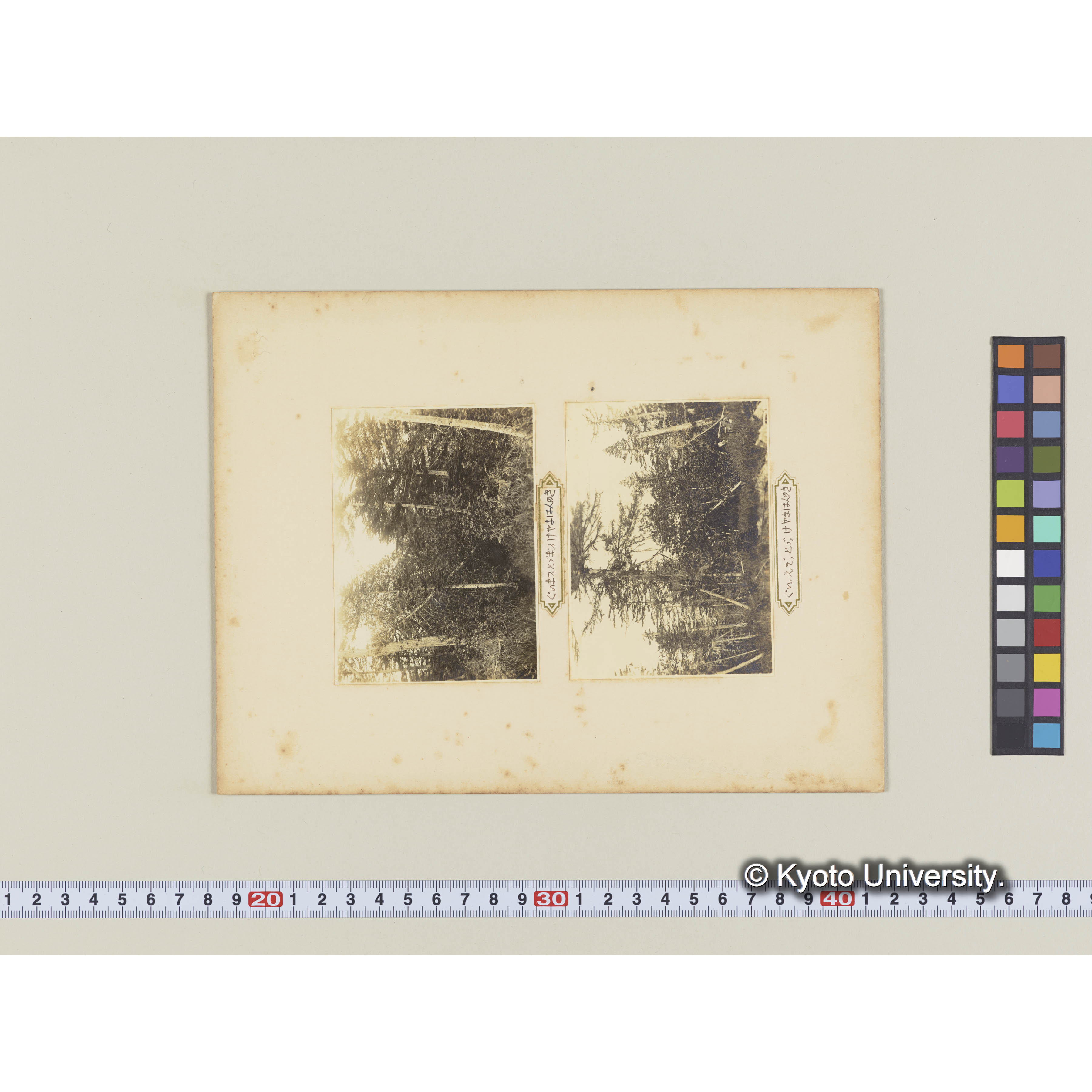 グイマツ、トドマツ、ケヤマハンノキの混交林 (2)