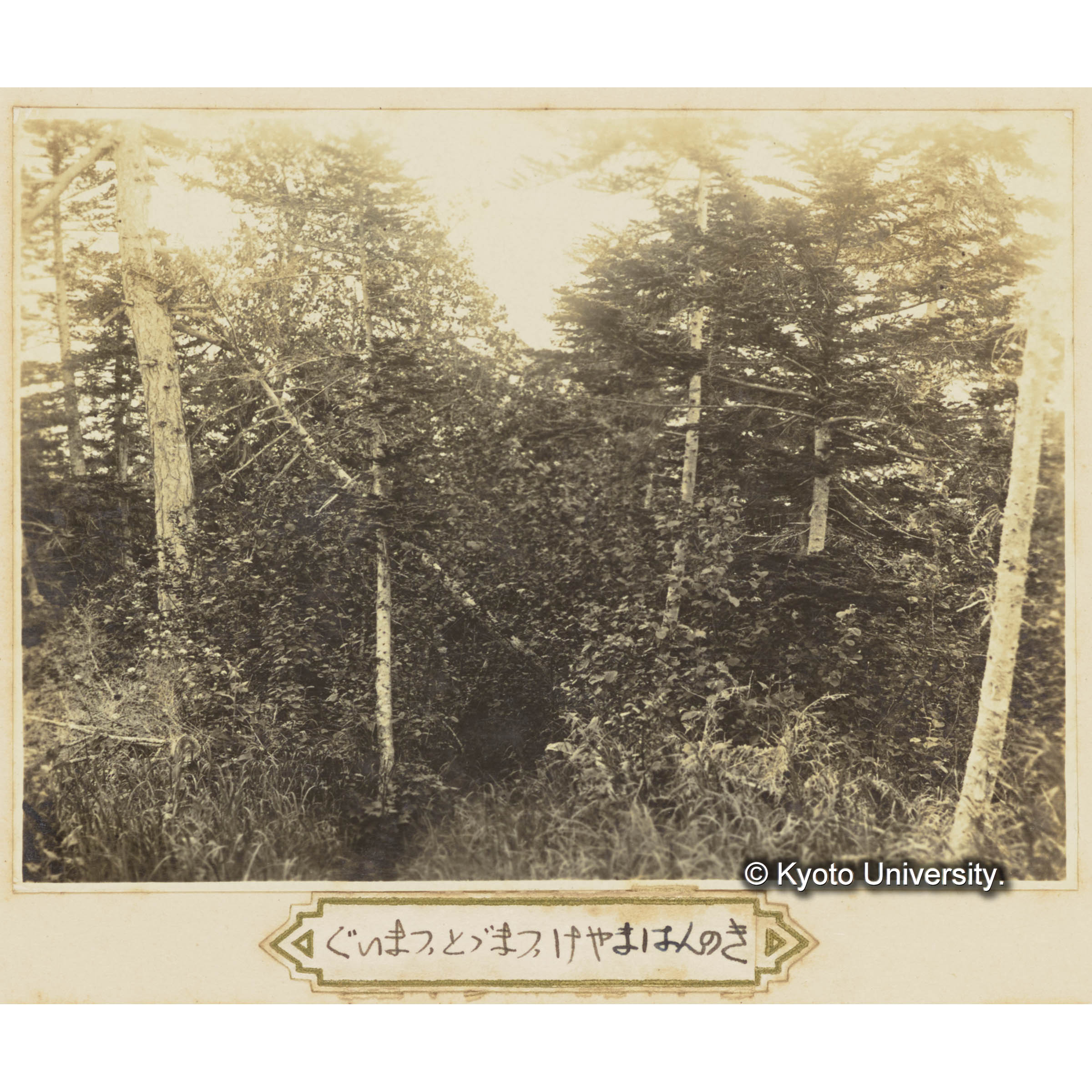 グイマツ、トドマツ、ケヤマハンノキの混交林 (3)