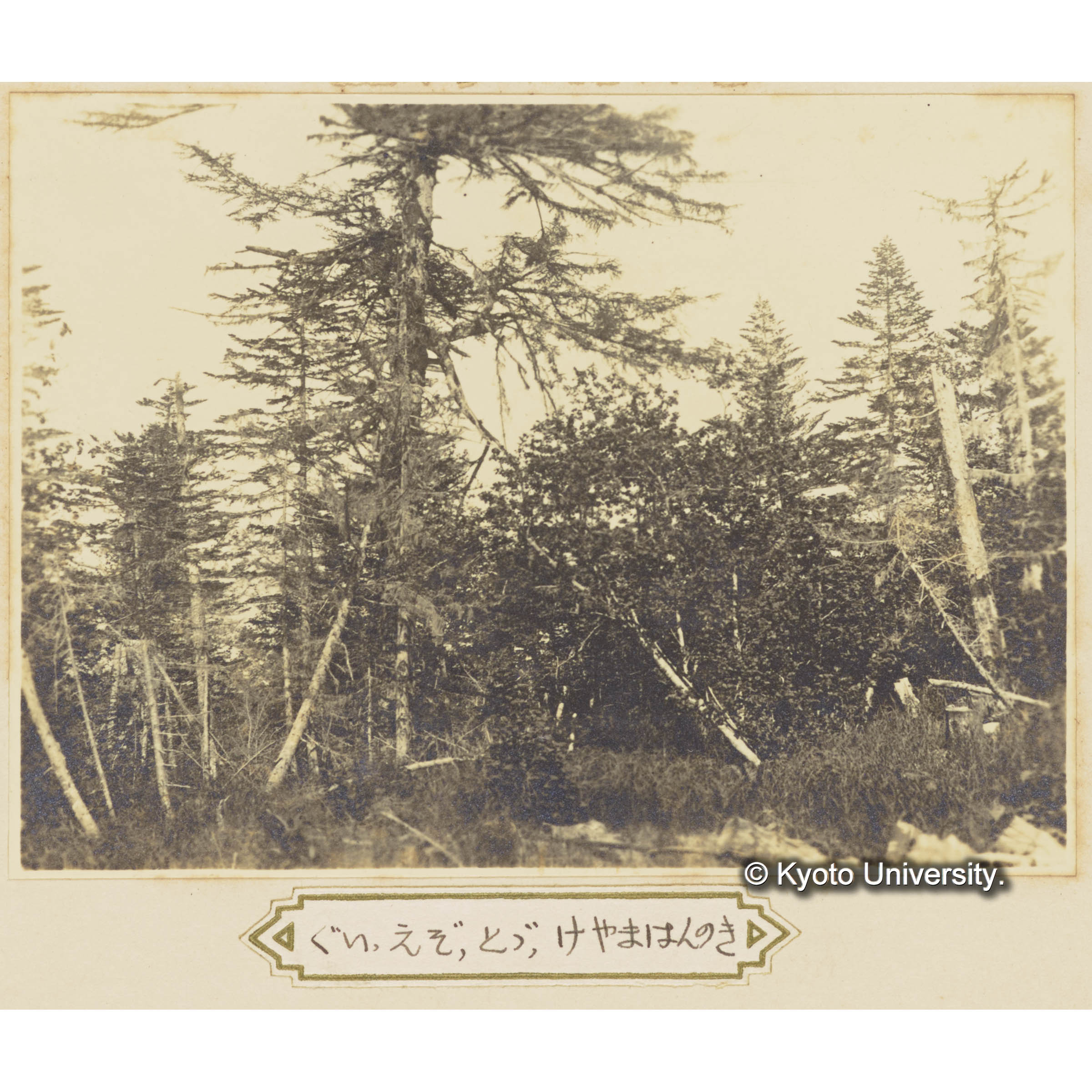 グイマツ、エゾマツ、トドマツ、ケヤマハンノキの混交林 (1)