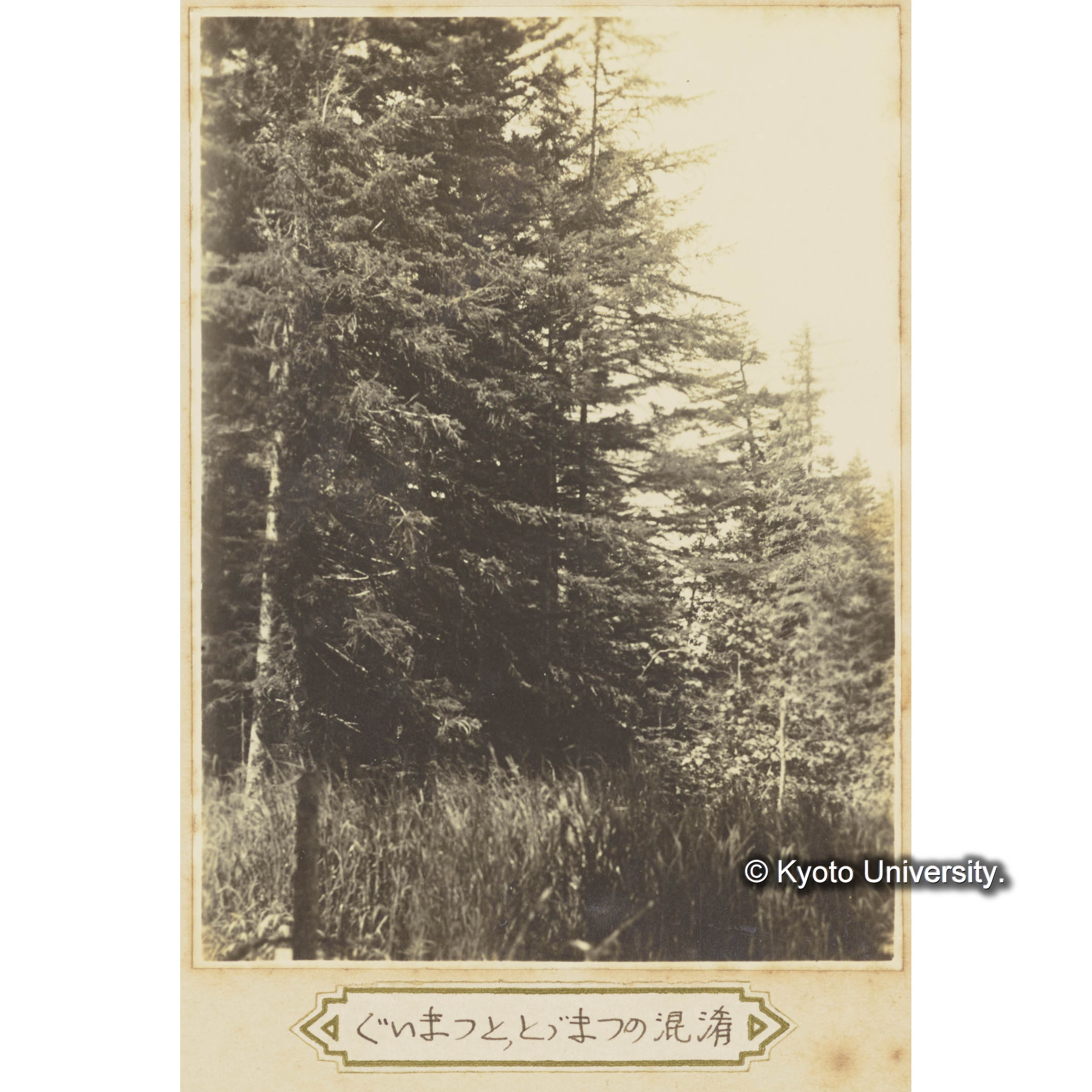 グイマツとトドマツの混交 (1)