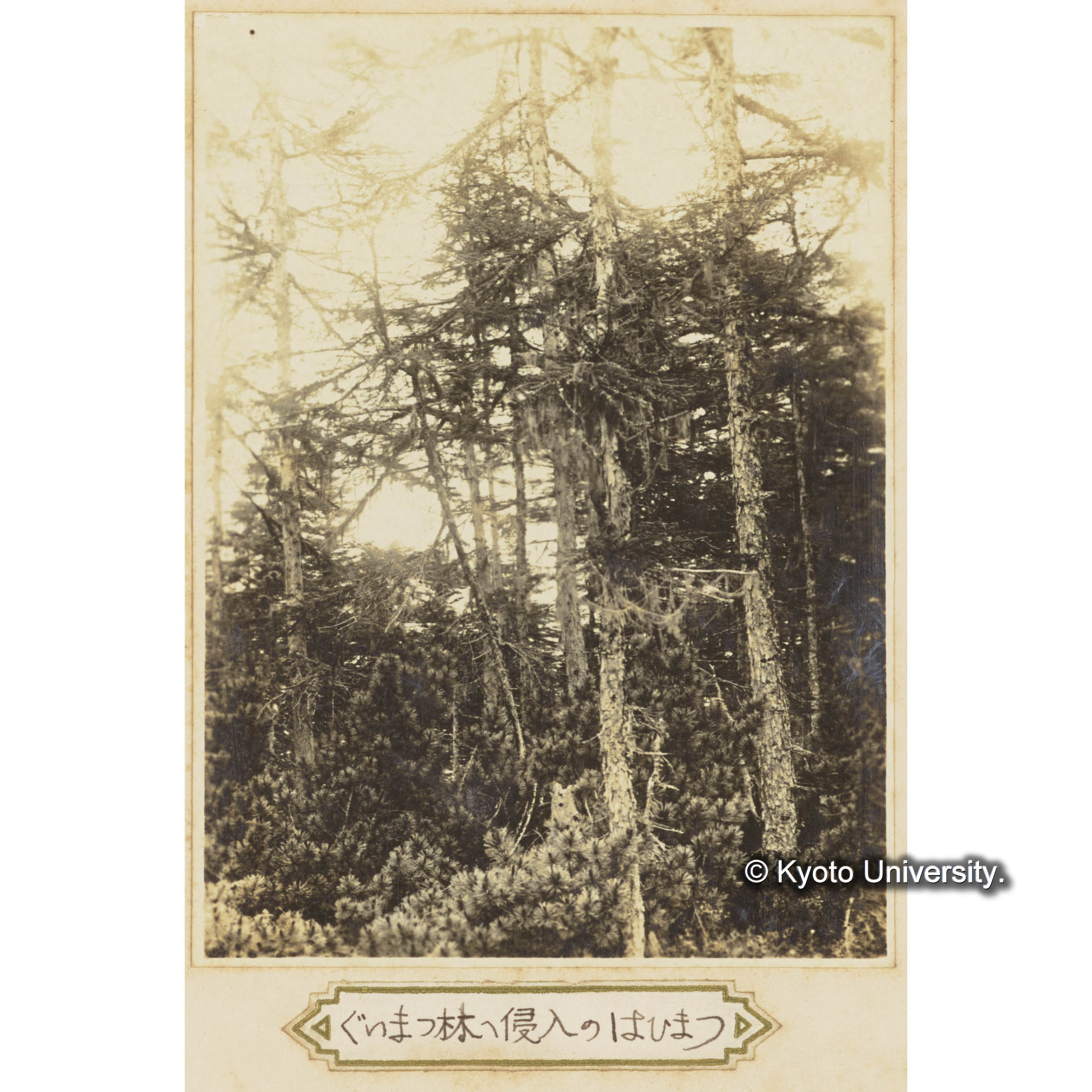 グイマツ林に侵入するハイマツ (1)