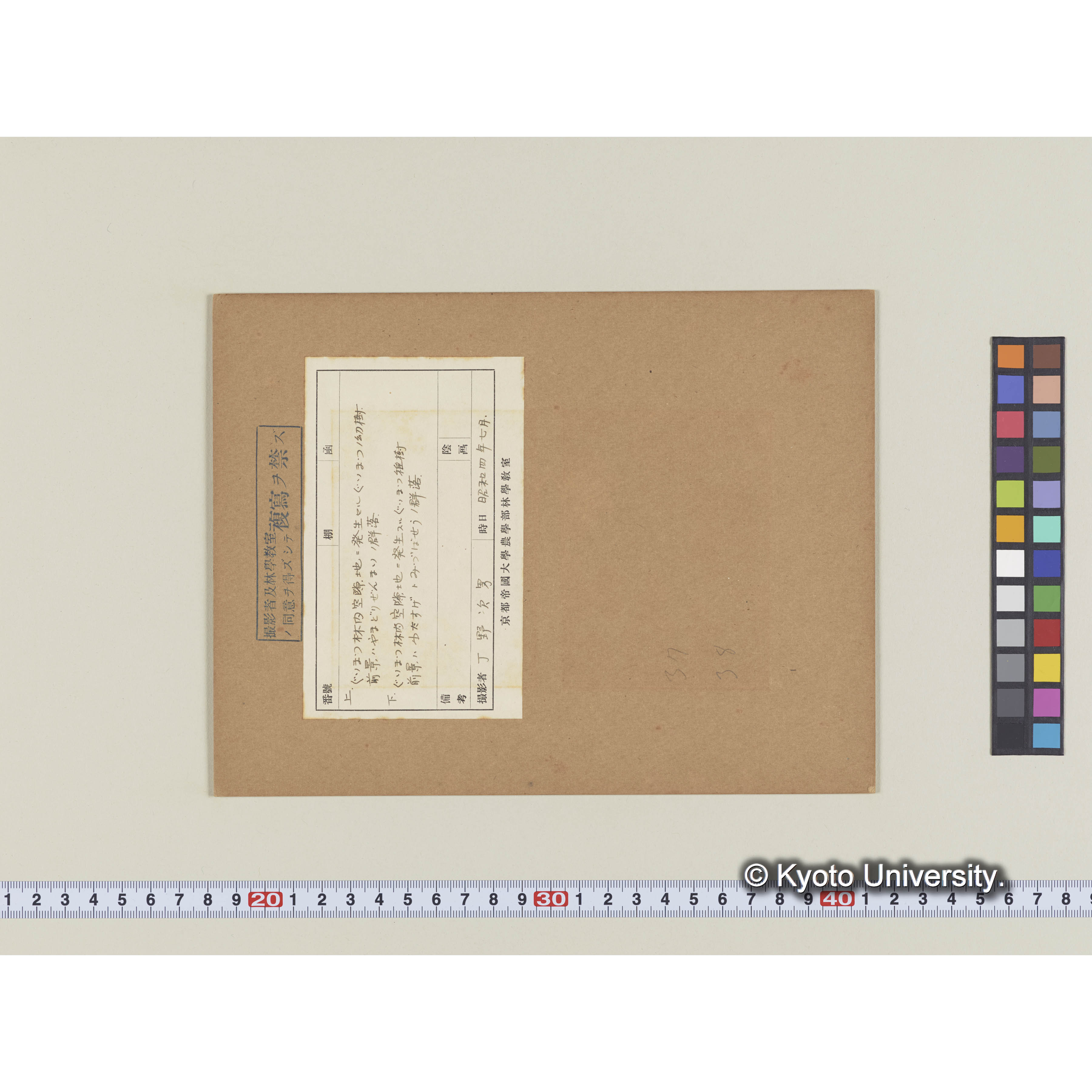 グイマツの幼樹とヤマドリゼンマイ (1)