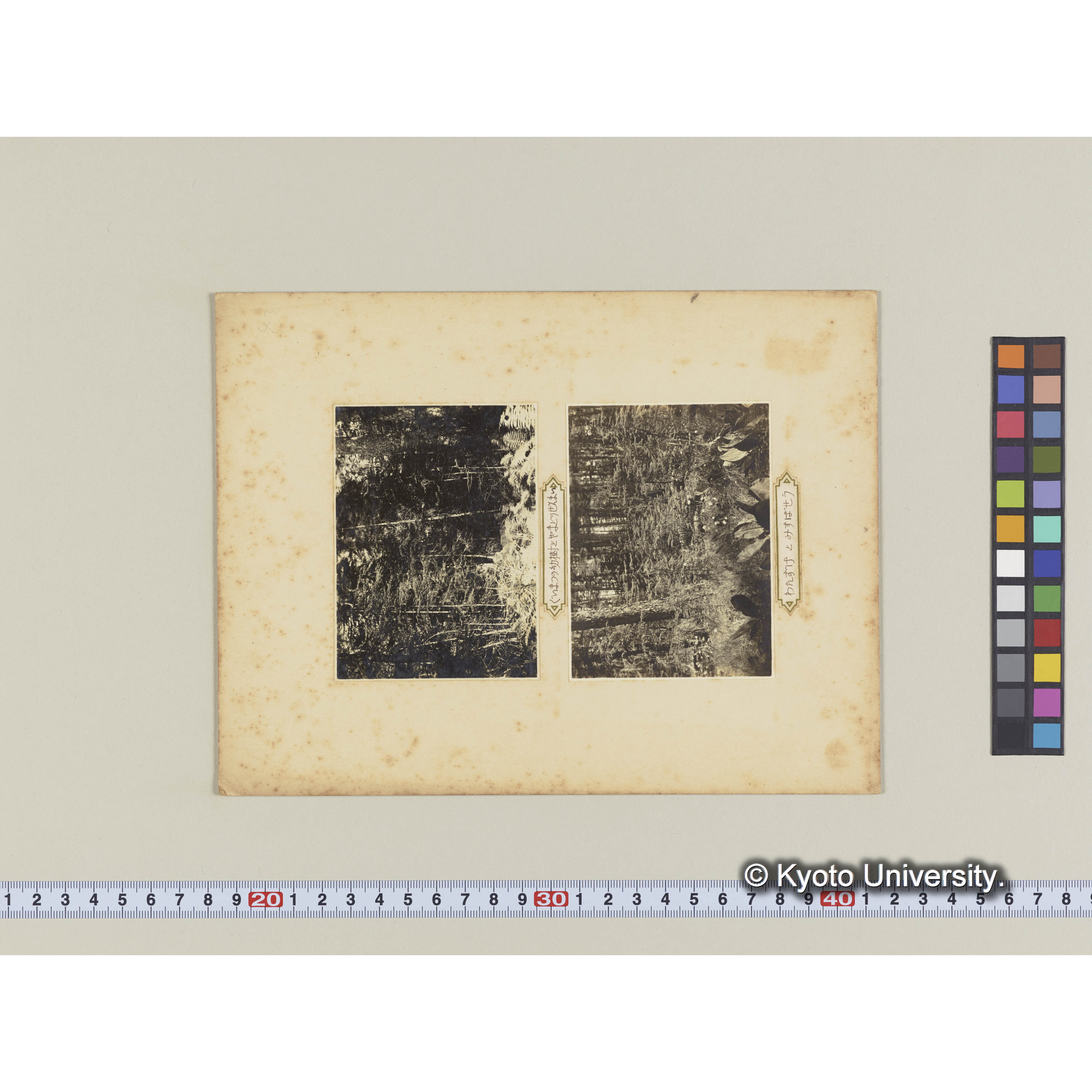 グイマツの幼樹とヤマドリゼンマイ (2)