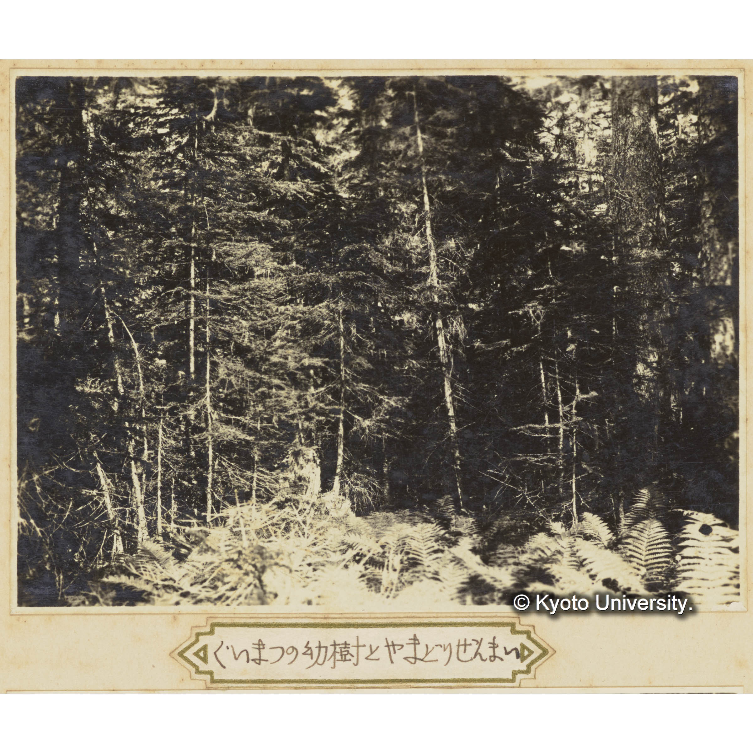 グイマツの幼樹とヤマドリゼンマイ (3)