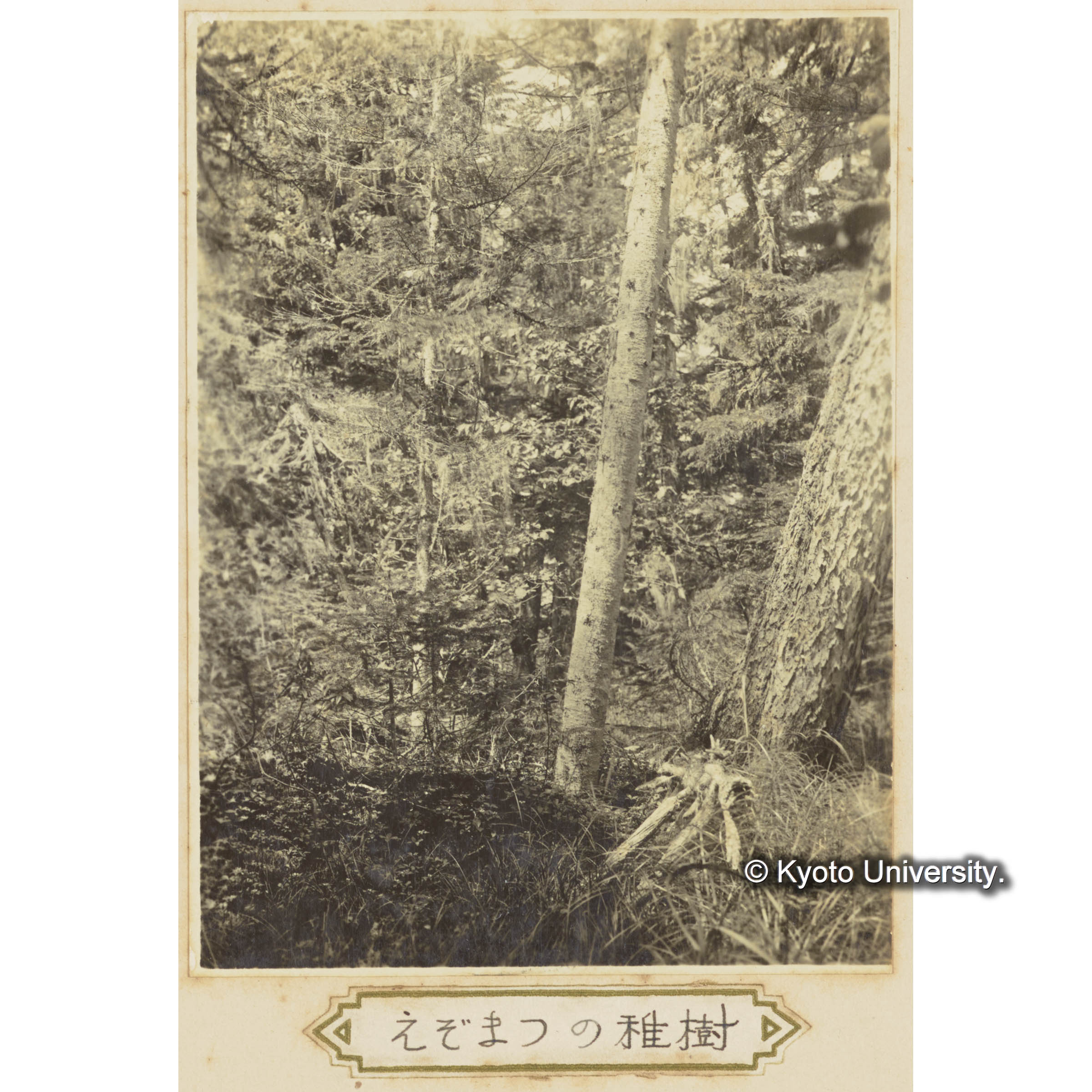 グイマツ大木の根元より生育するトドマツの壮齢樹とエゾマツの稚樹 (1)