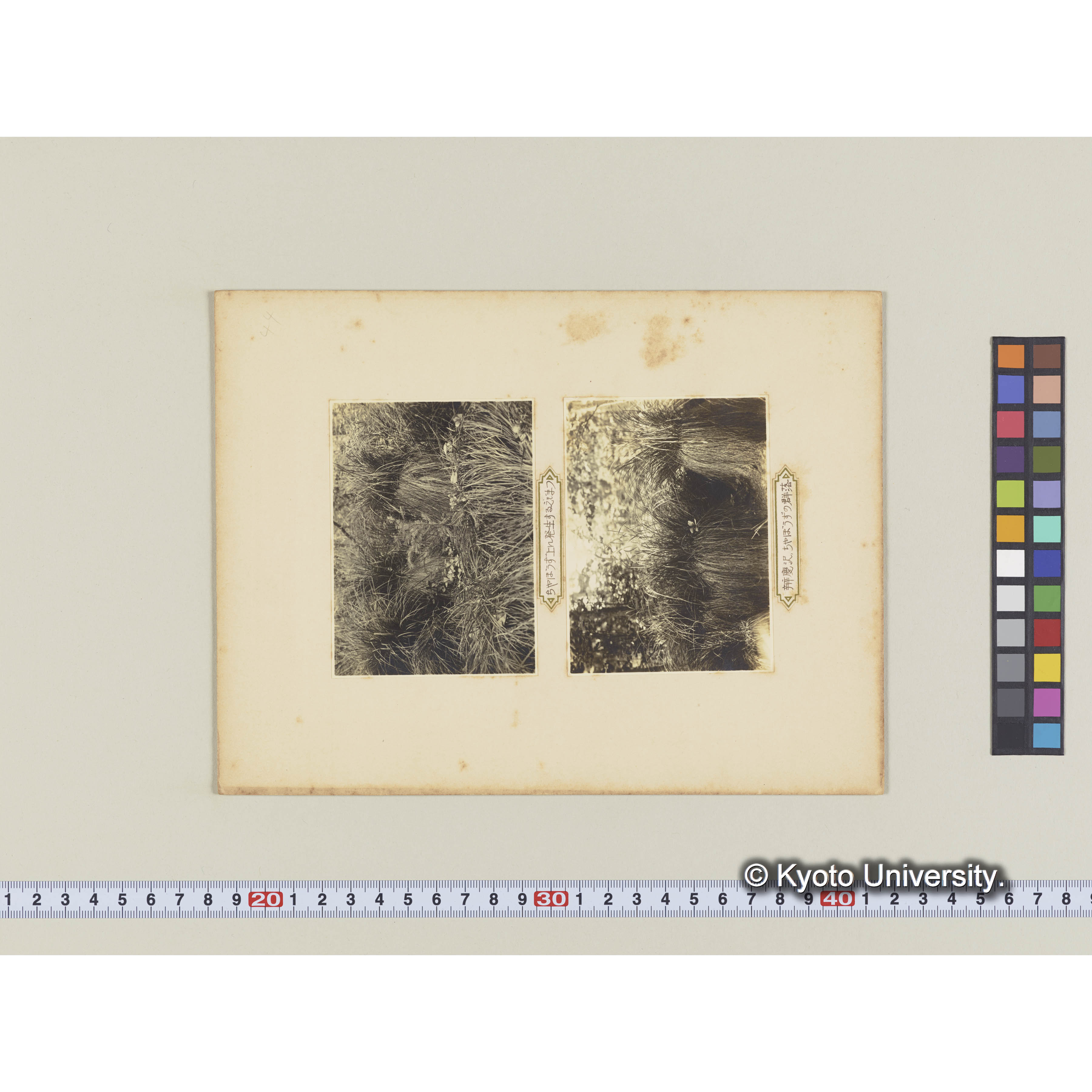 グイマツ林内のヤチボウズに生えるエゾマツ (2)