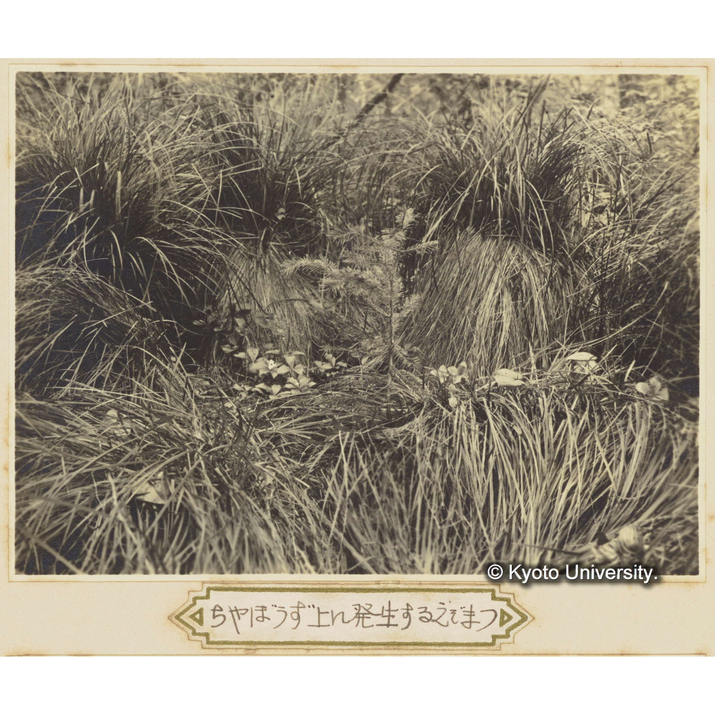 グイマツ林内のヤチボウズに生えるエゾマツ (3)