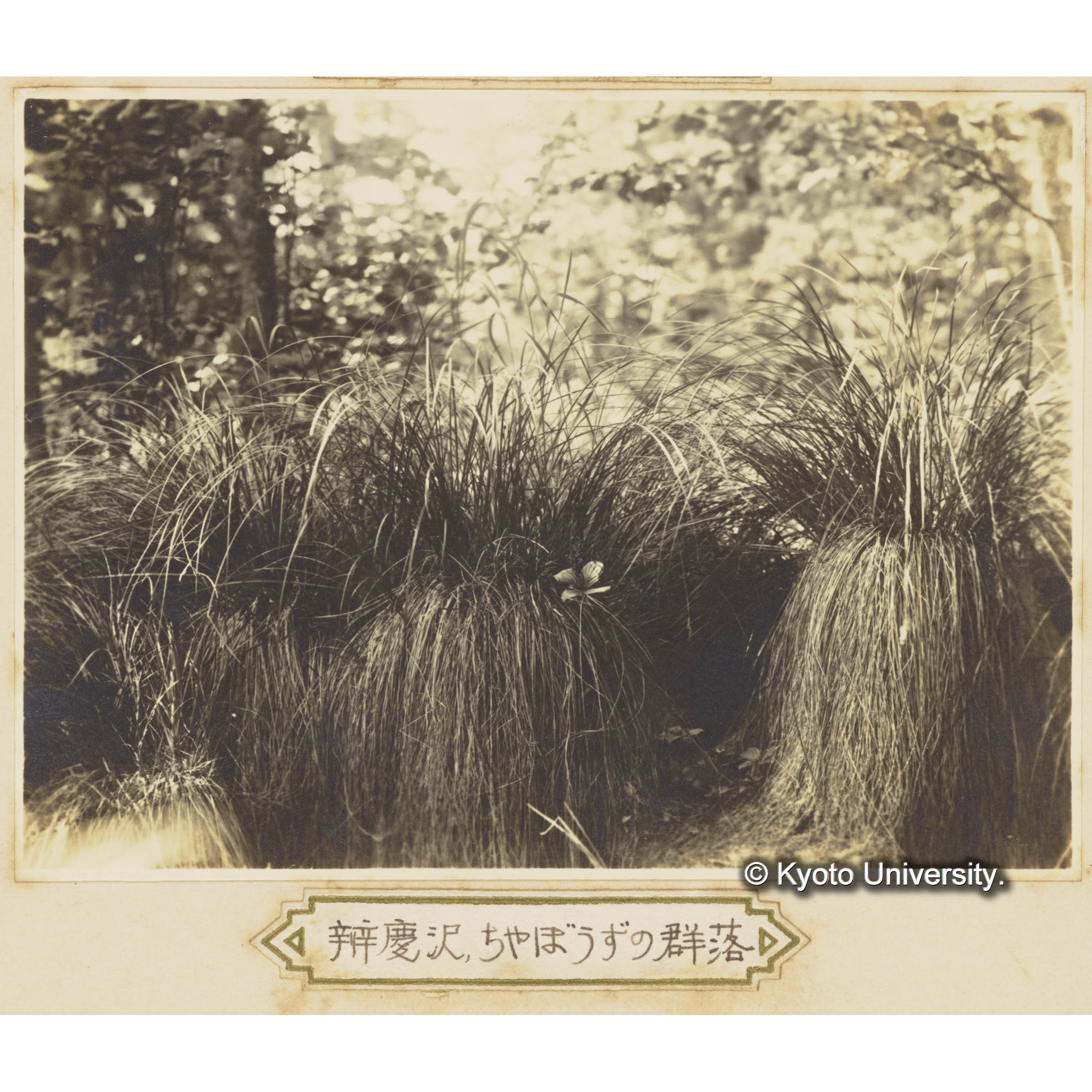 弁慶澤グイマツ林内に発見したヤチボウズ (1)