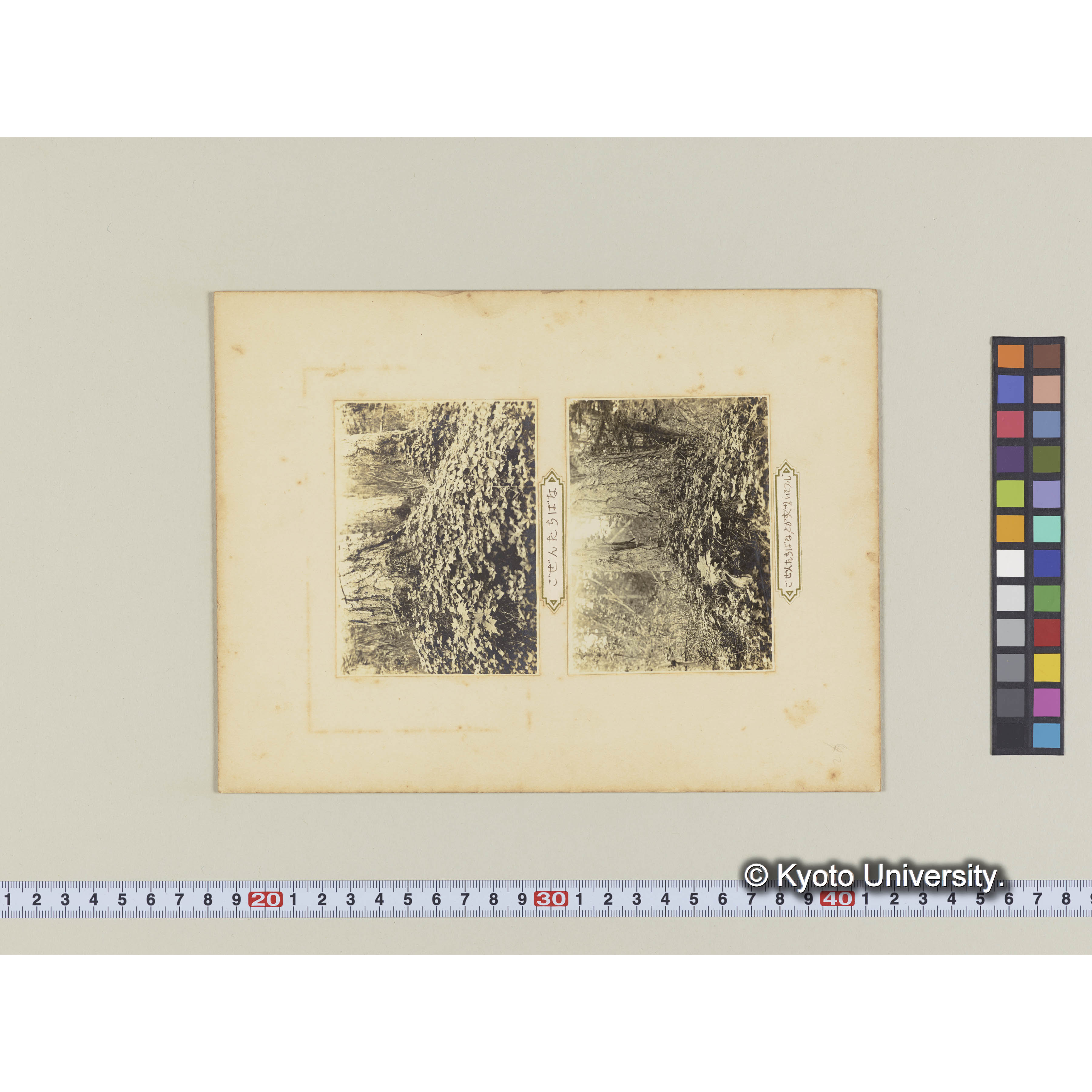 グイマツとゴゼンタチバナ (2)