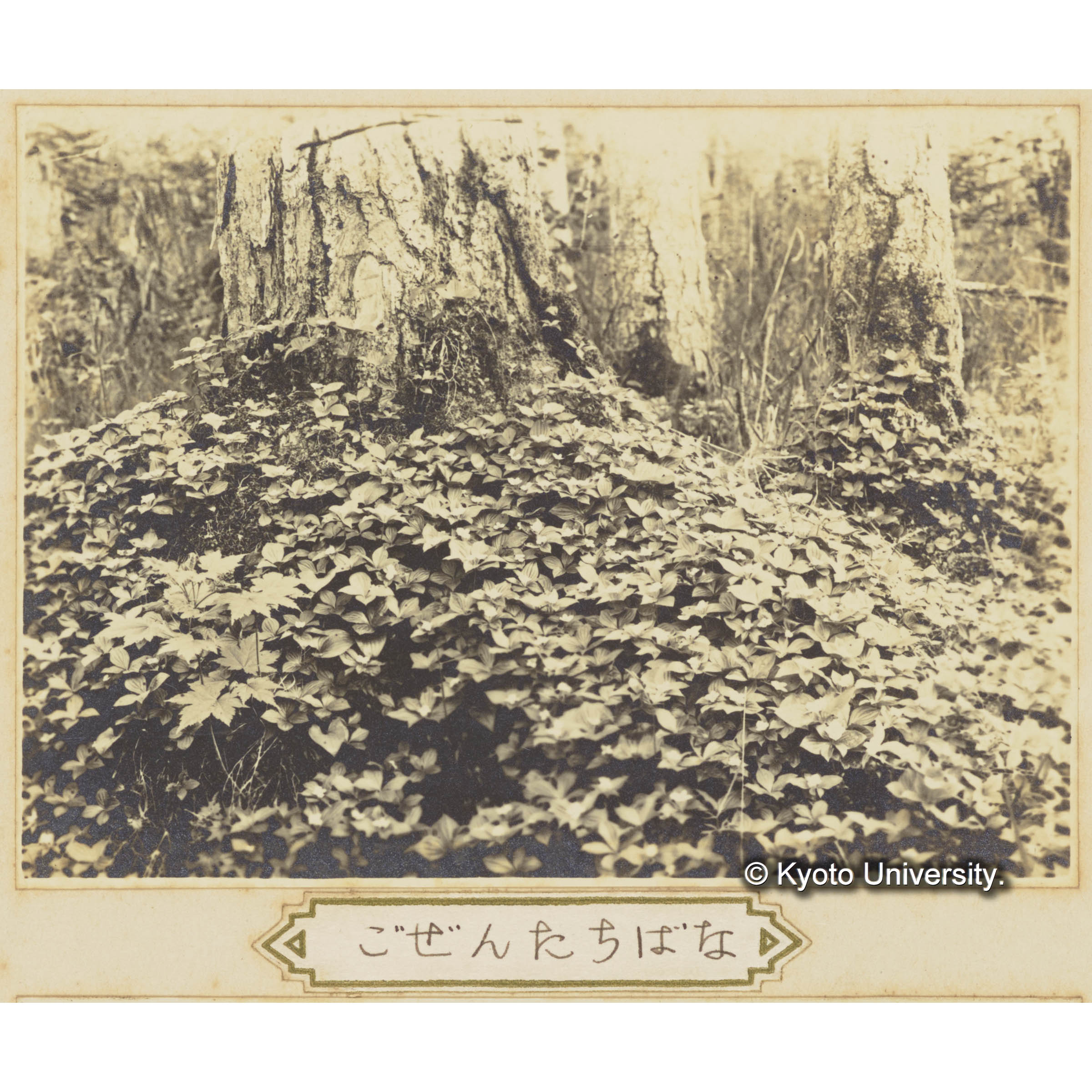 グイマツとゴゼンタチバナ (3)