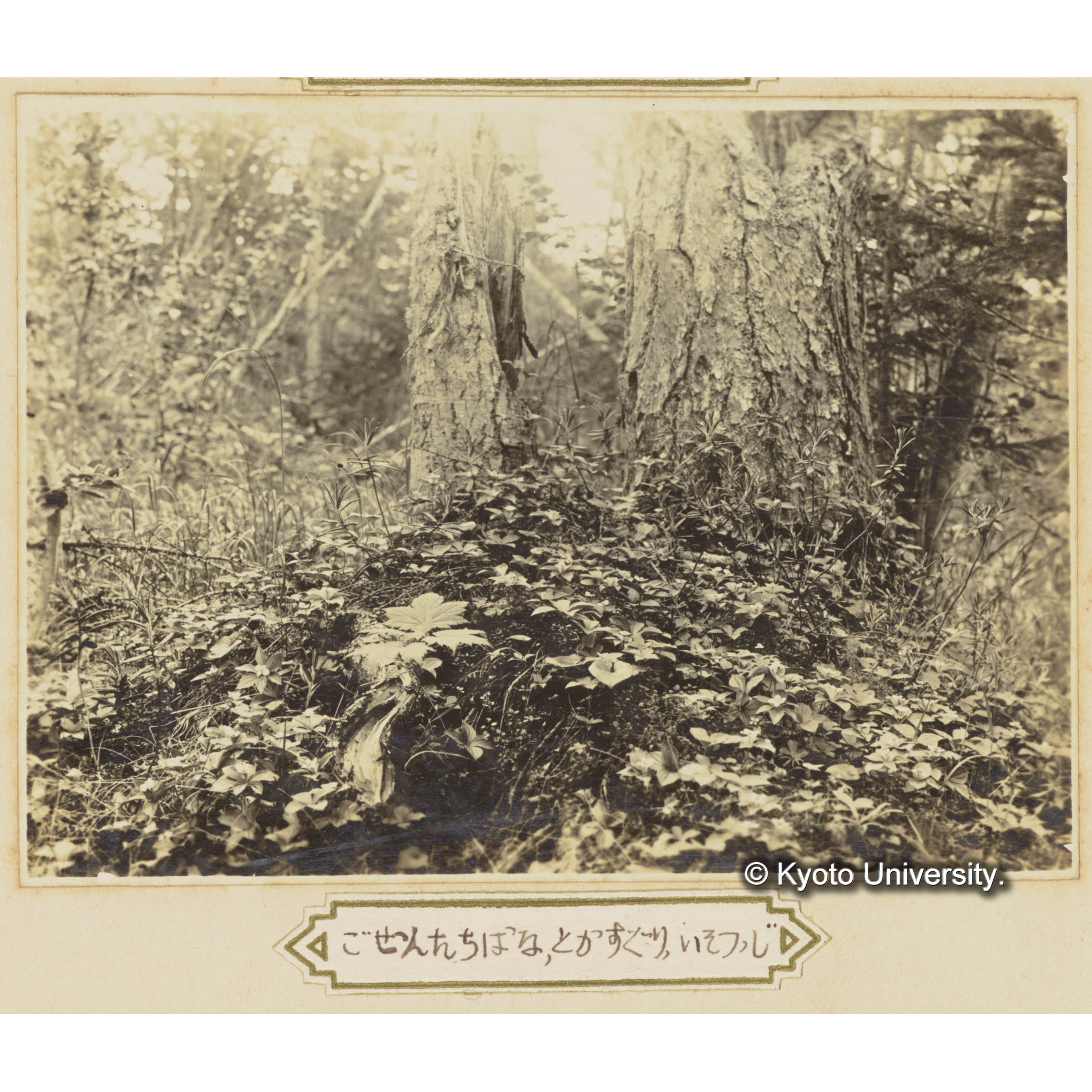 グイマツ、トドマツ、ゴゼンタチバナ、トガスグリ、イソツツジ (1)