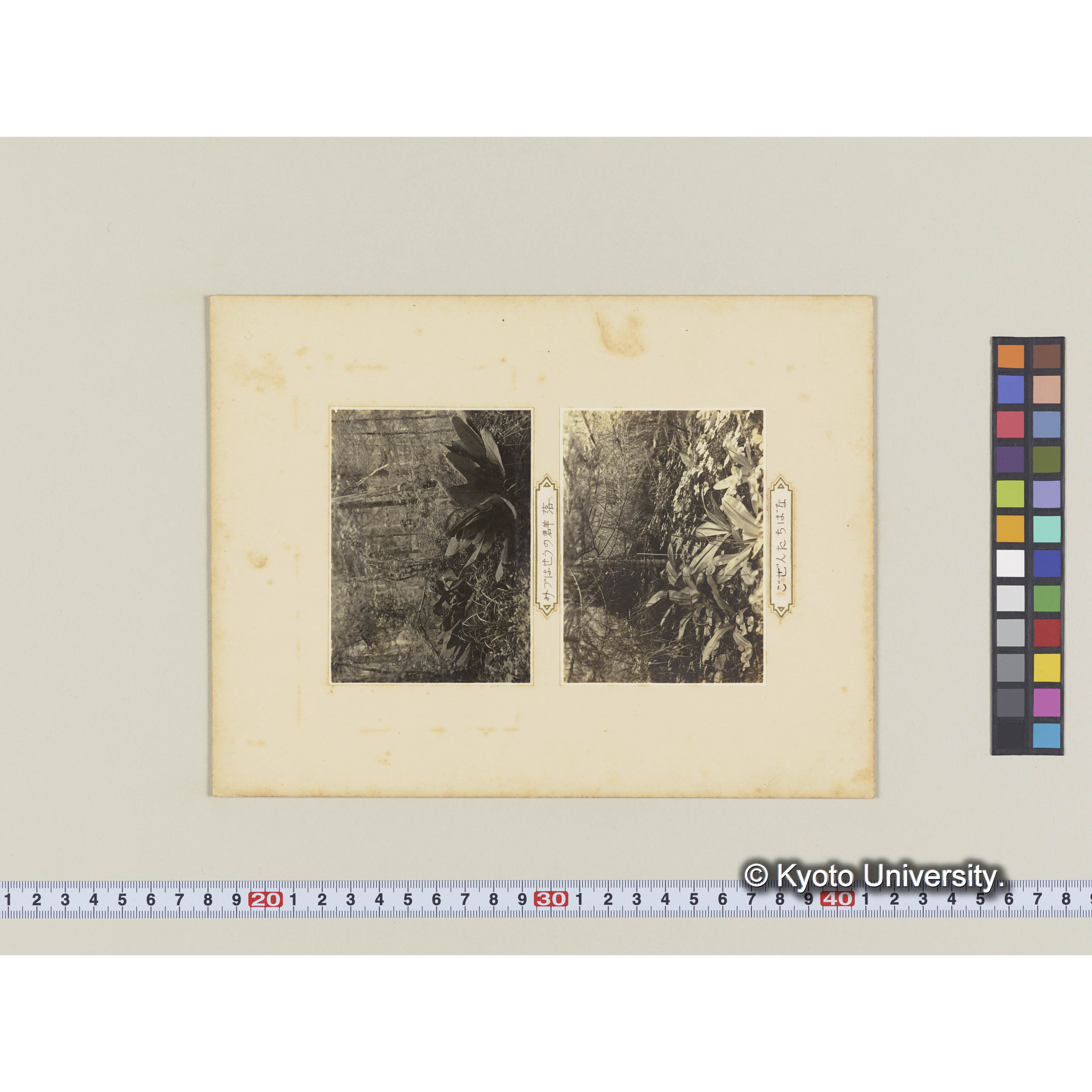 グイマツ林内のミツバソウ群落 (1)