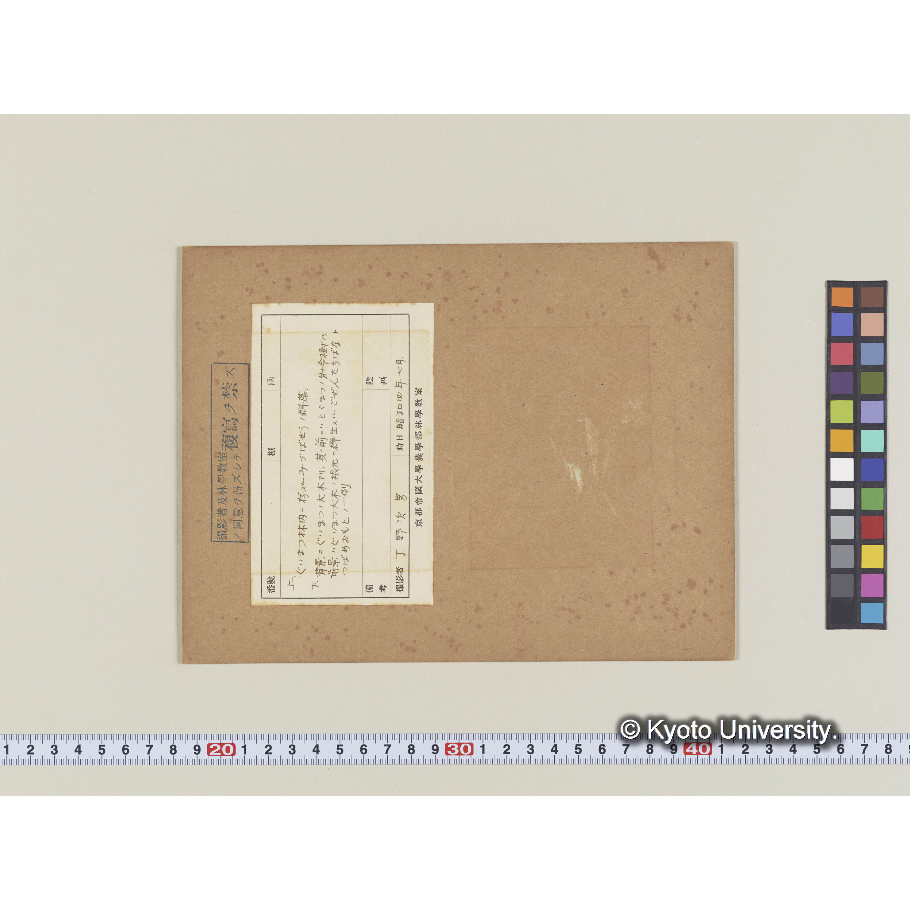 グイマツ林内のミツバソウ群落 (2)