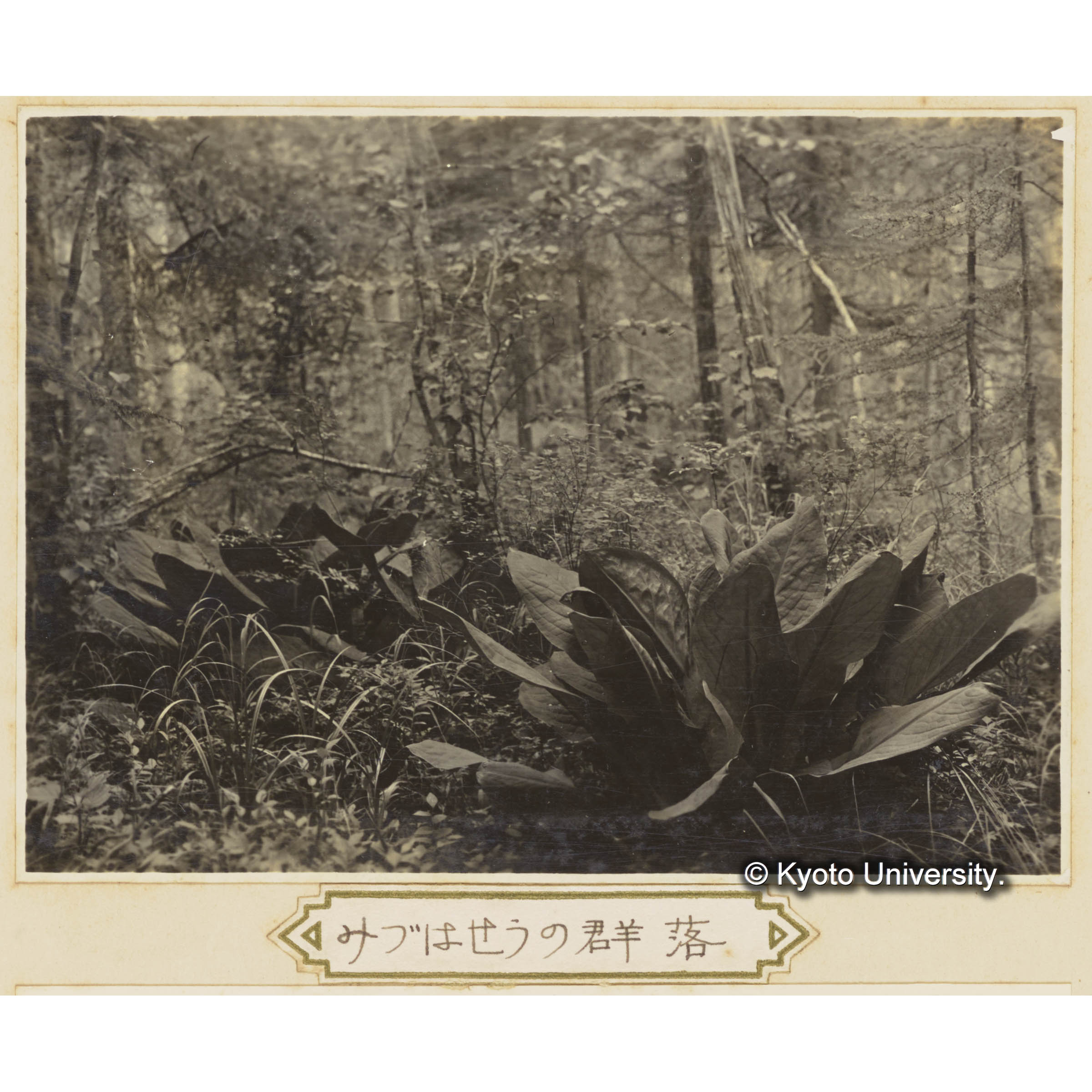 グイマツ林内のミツバソウ群落 (3)