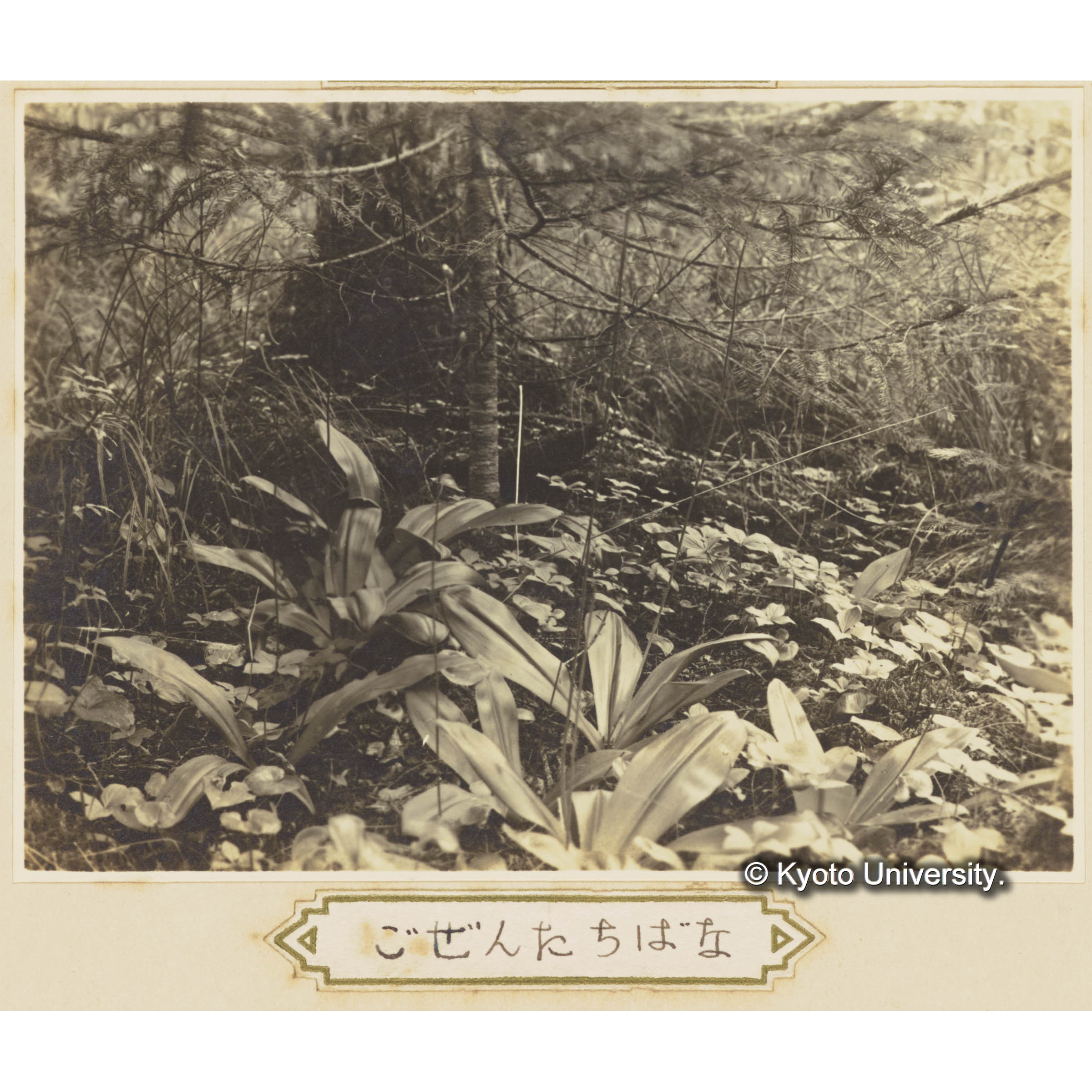 ゴゼンタチバナ　グイマツ　トドマツ　ツバメオモト (1)