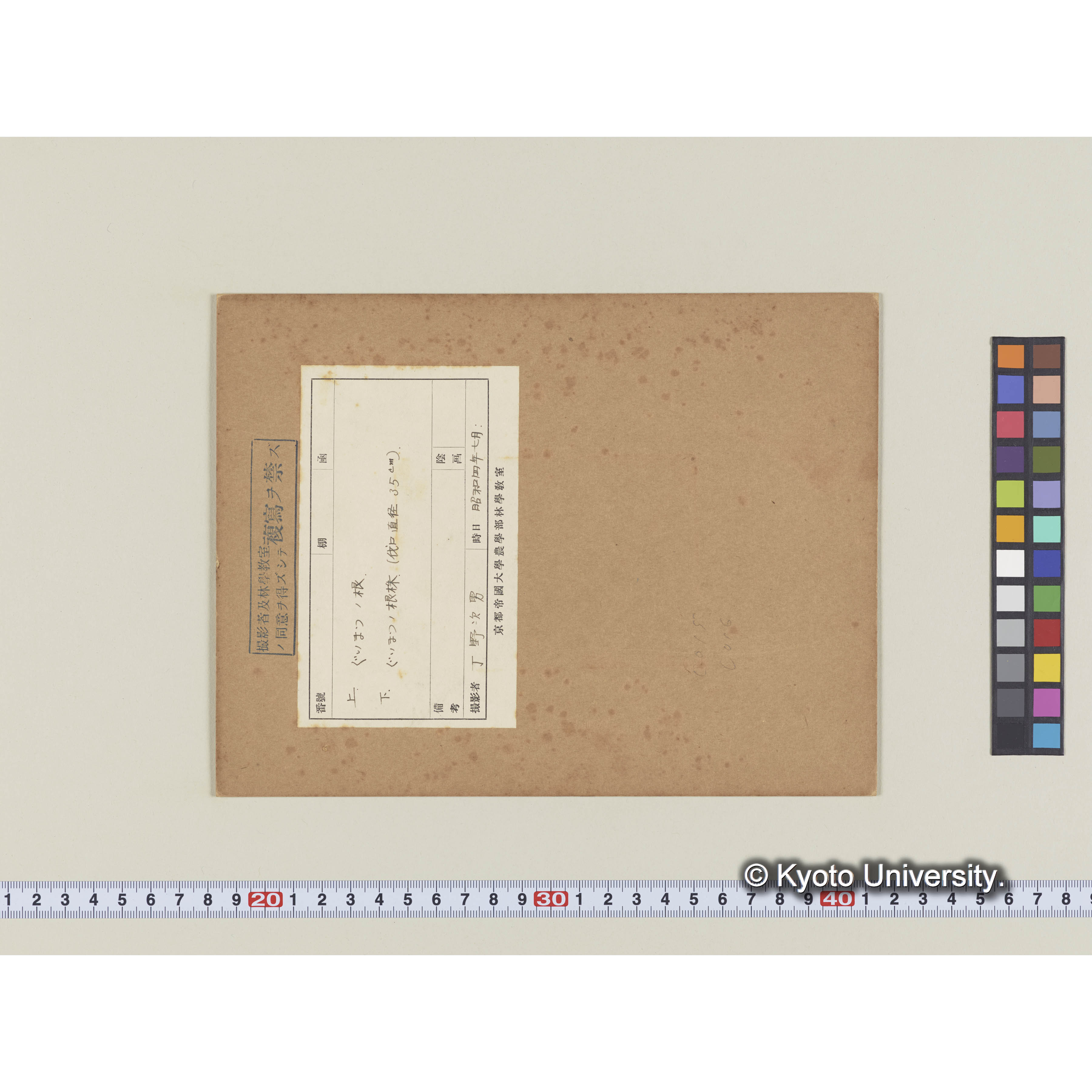 グイマツの根 (1)