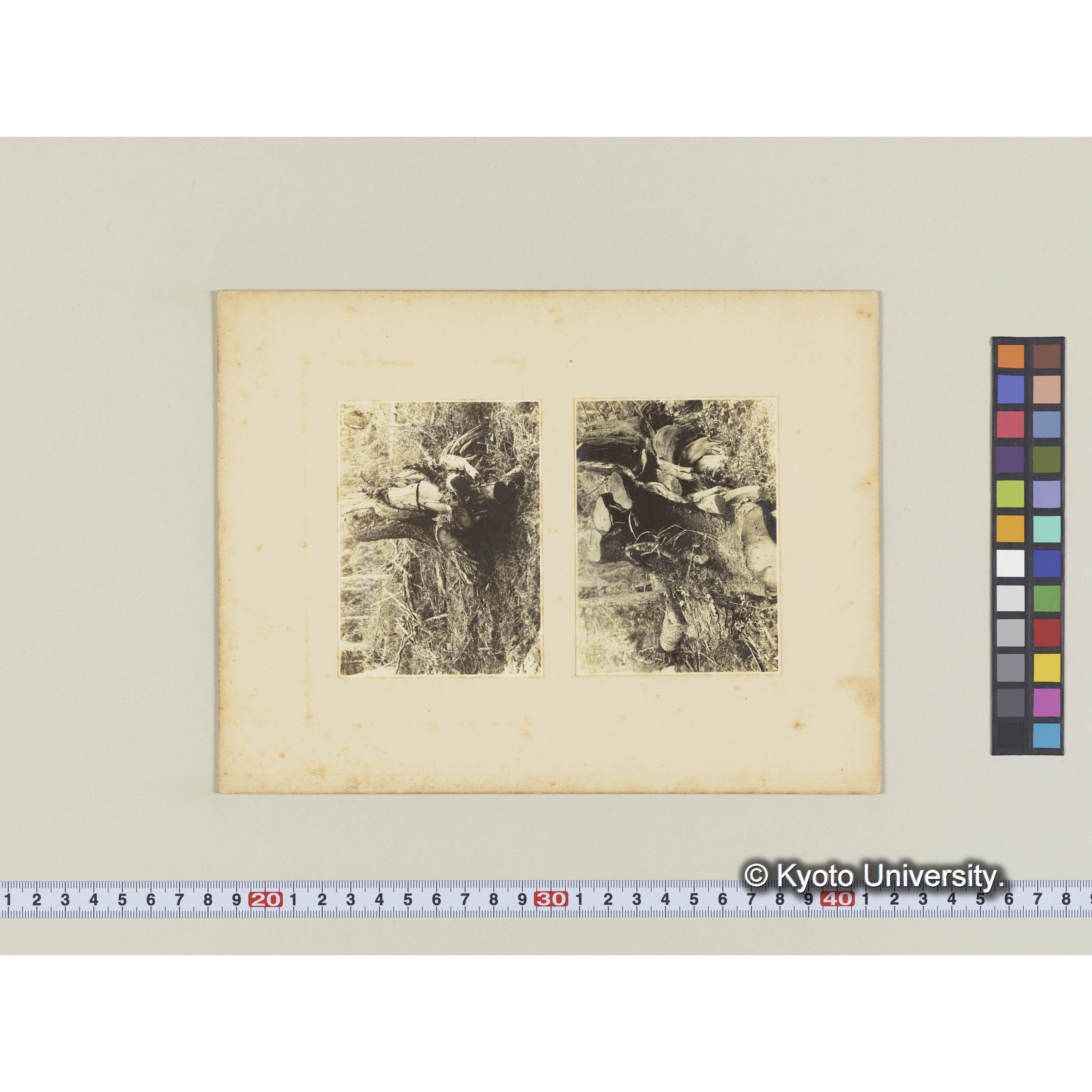 グイマツの根 (2)