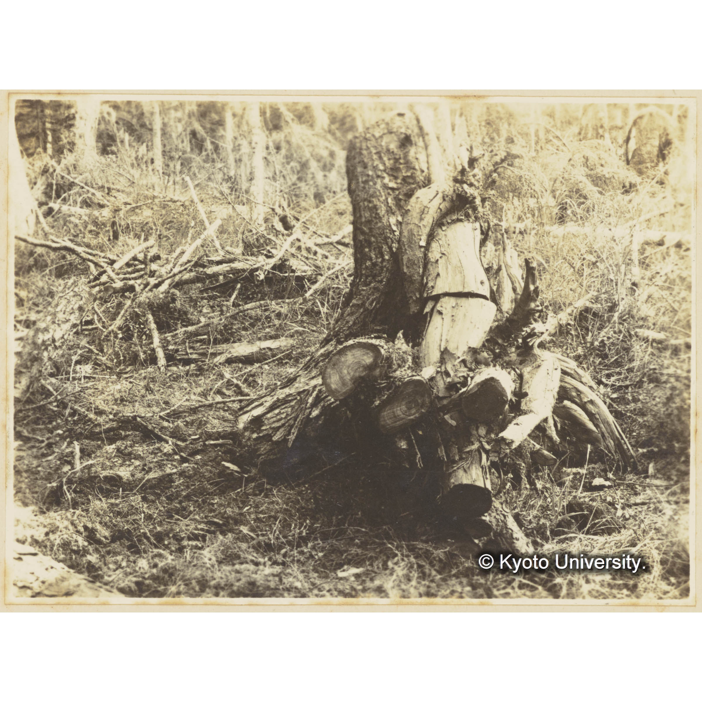 グイマツの根 (3)