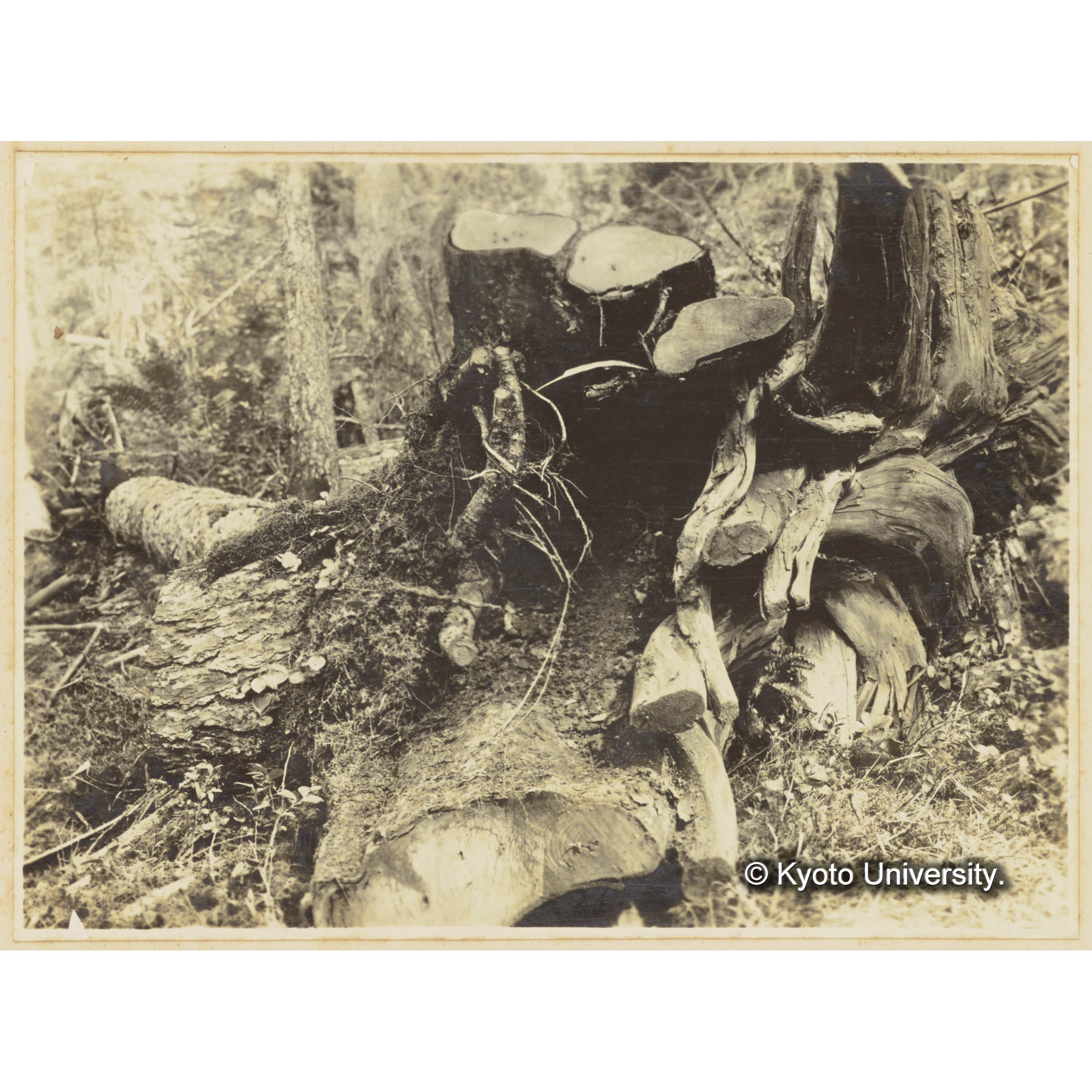 グイマツの根株　（伐口直径 35cm） (1)