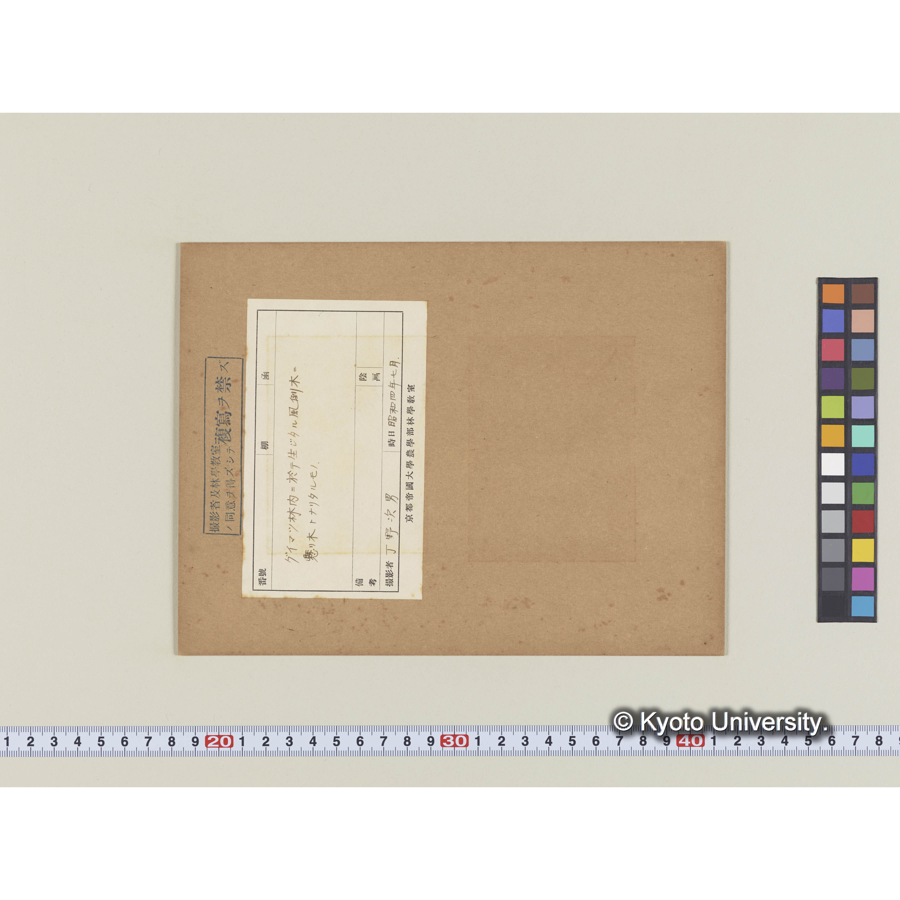 グイマツ林内の懸り木 (1)