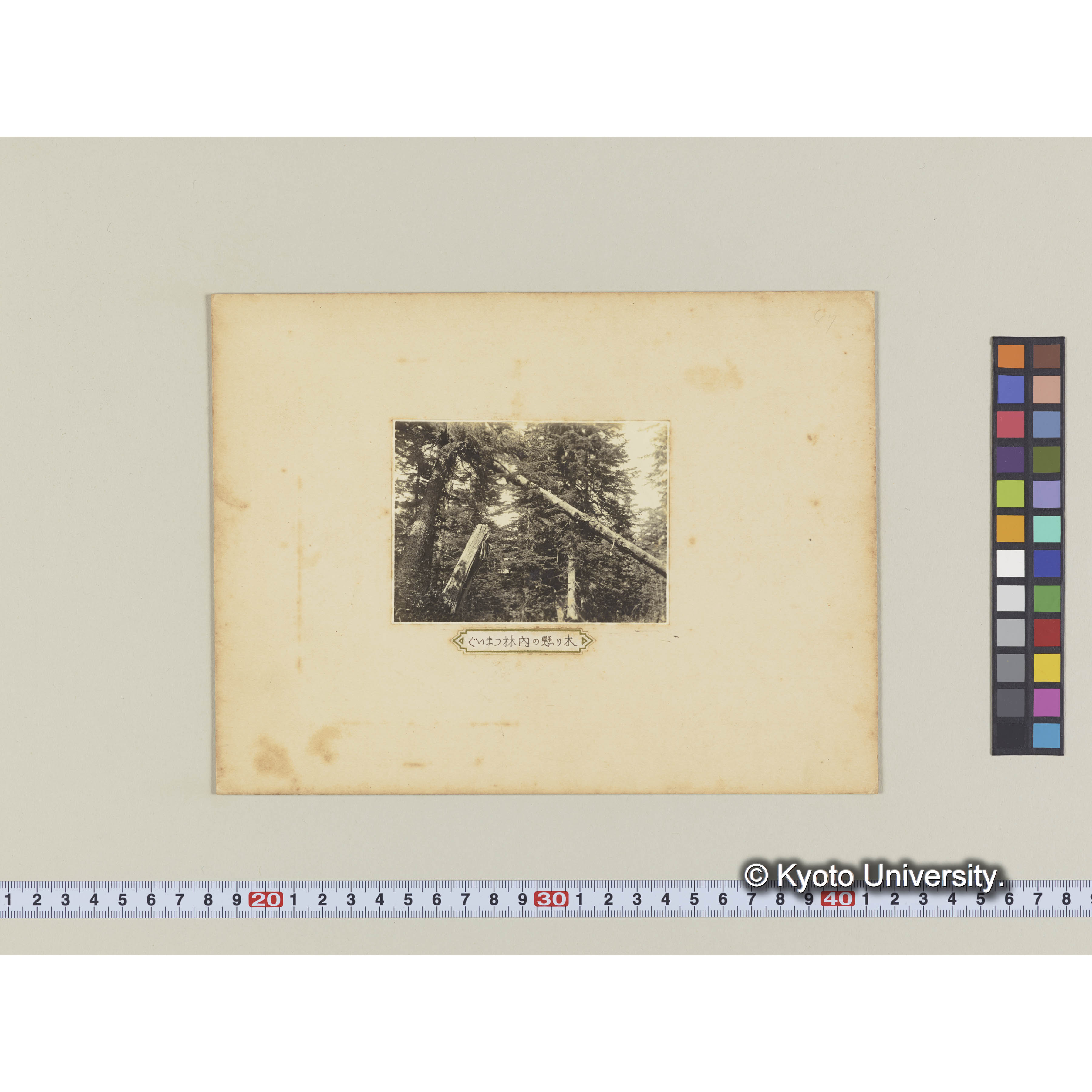 グイマツ林内の懸り木 (2)