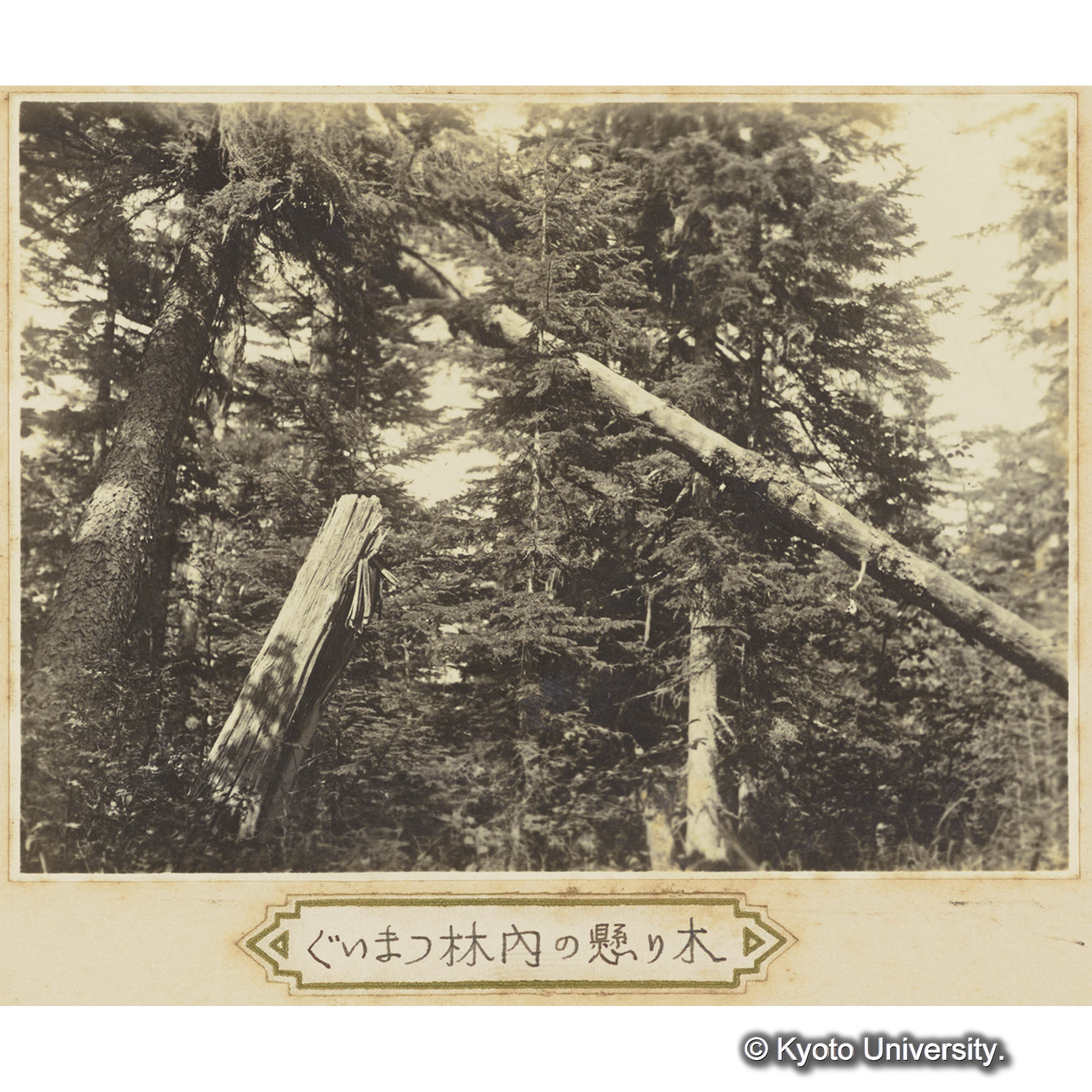 グイマツ林内の懸り木 (3)