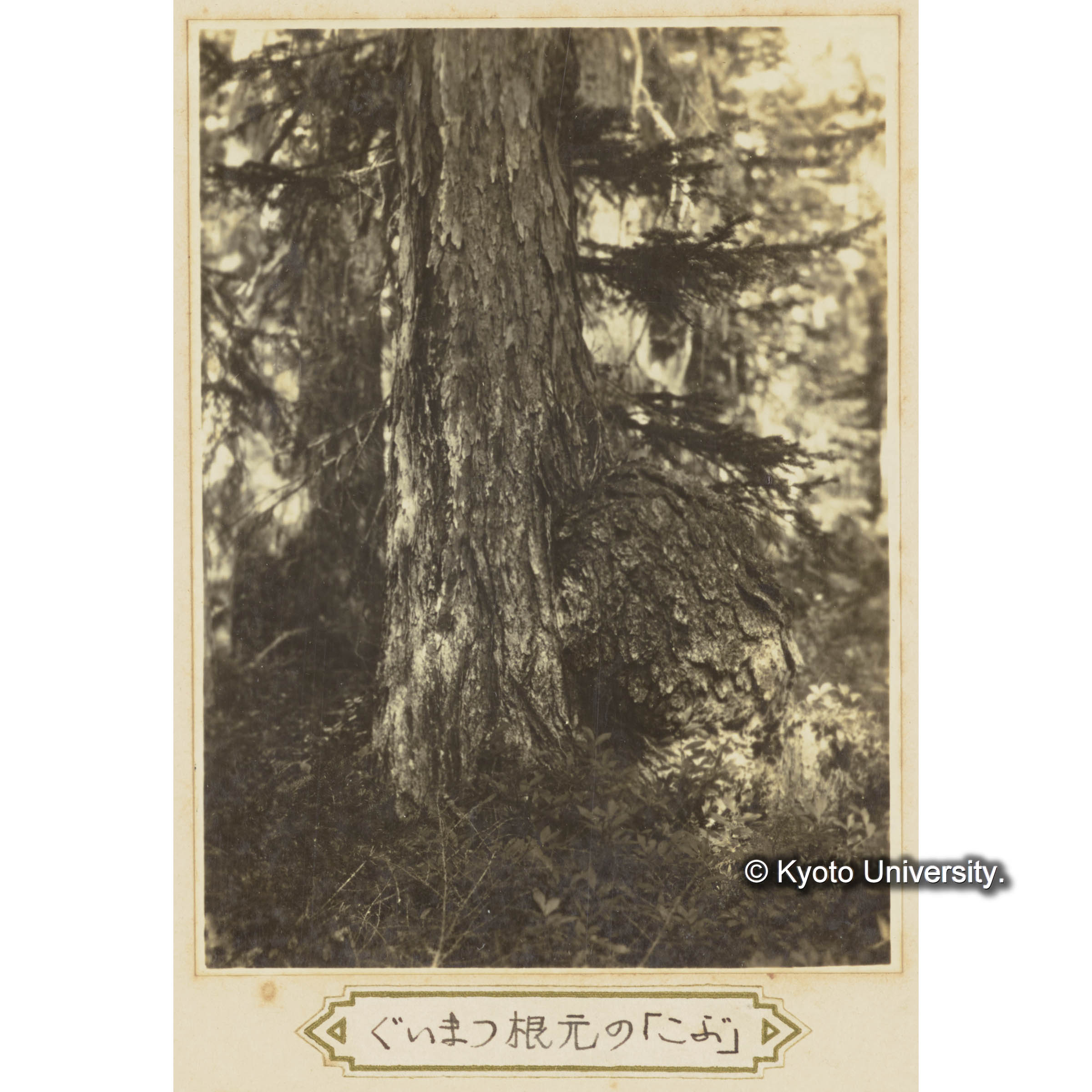 グイマツ根元のこぶ (1)