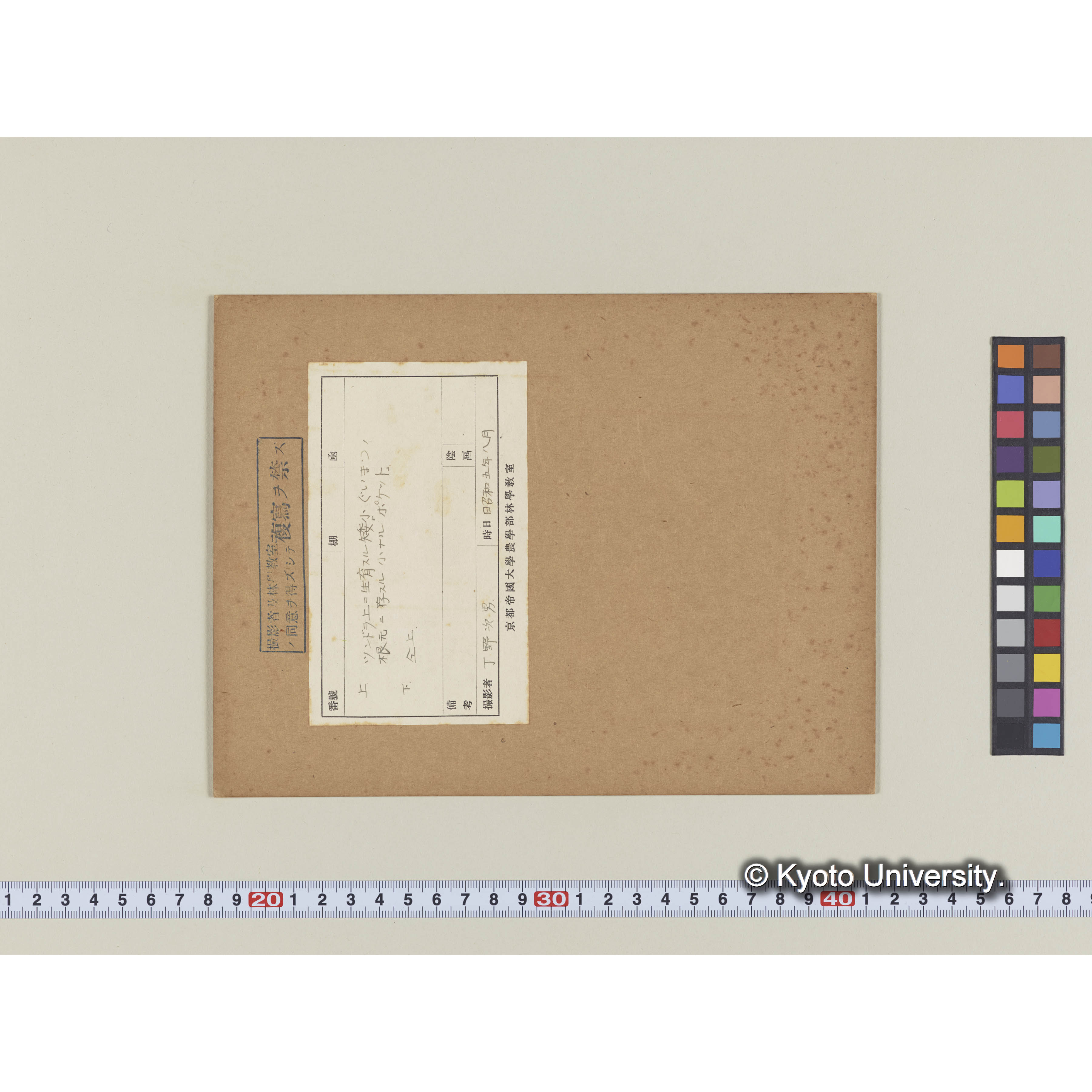 グイマツの根元に存するポケット (1)