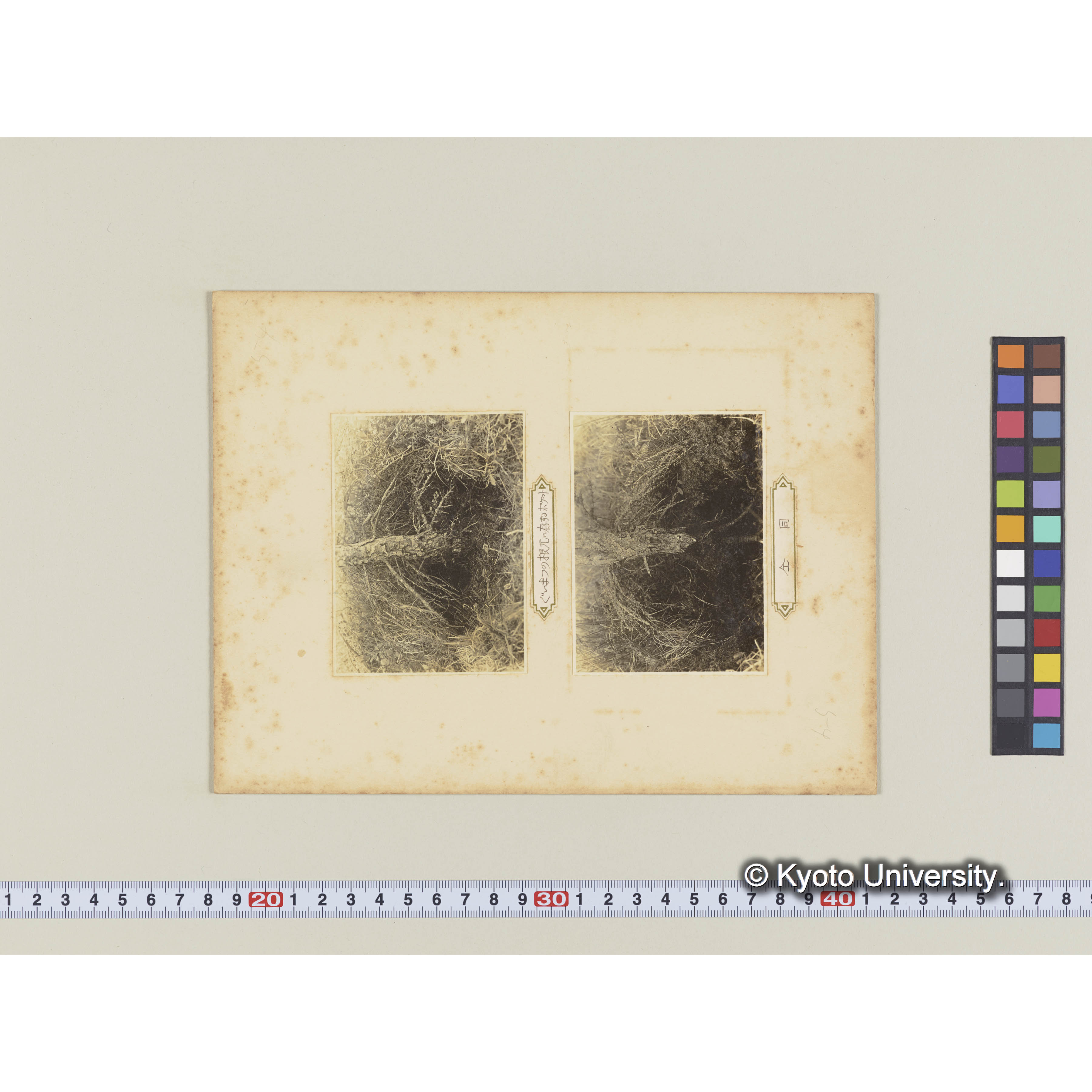 グイマツの根元に存するポケット (2)