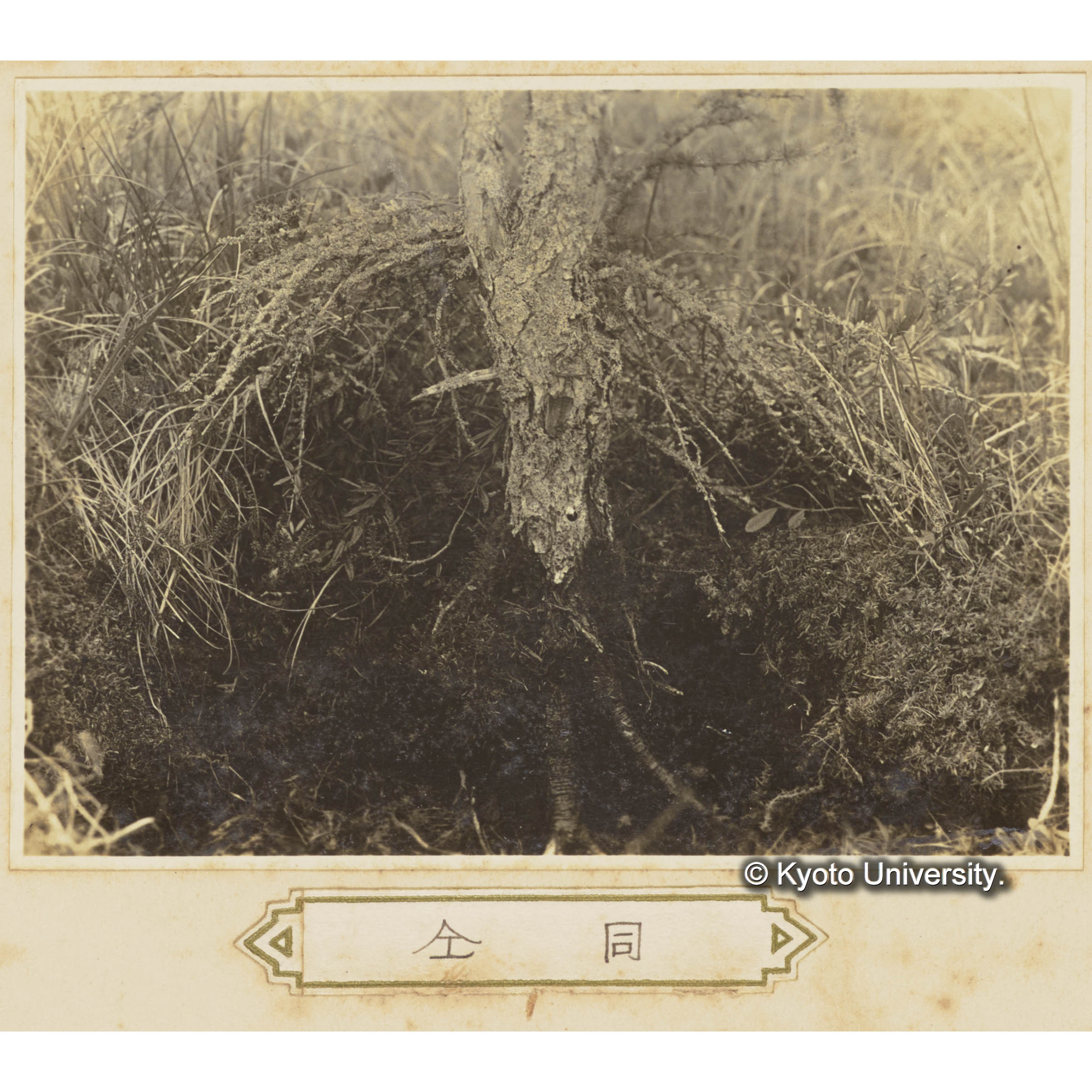 グイマツの根元に存するポケット (1)