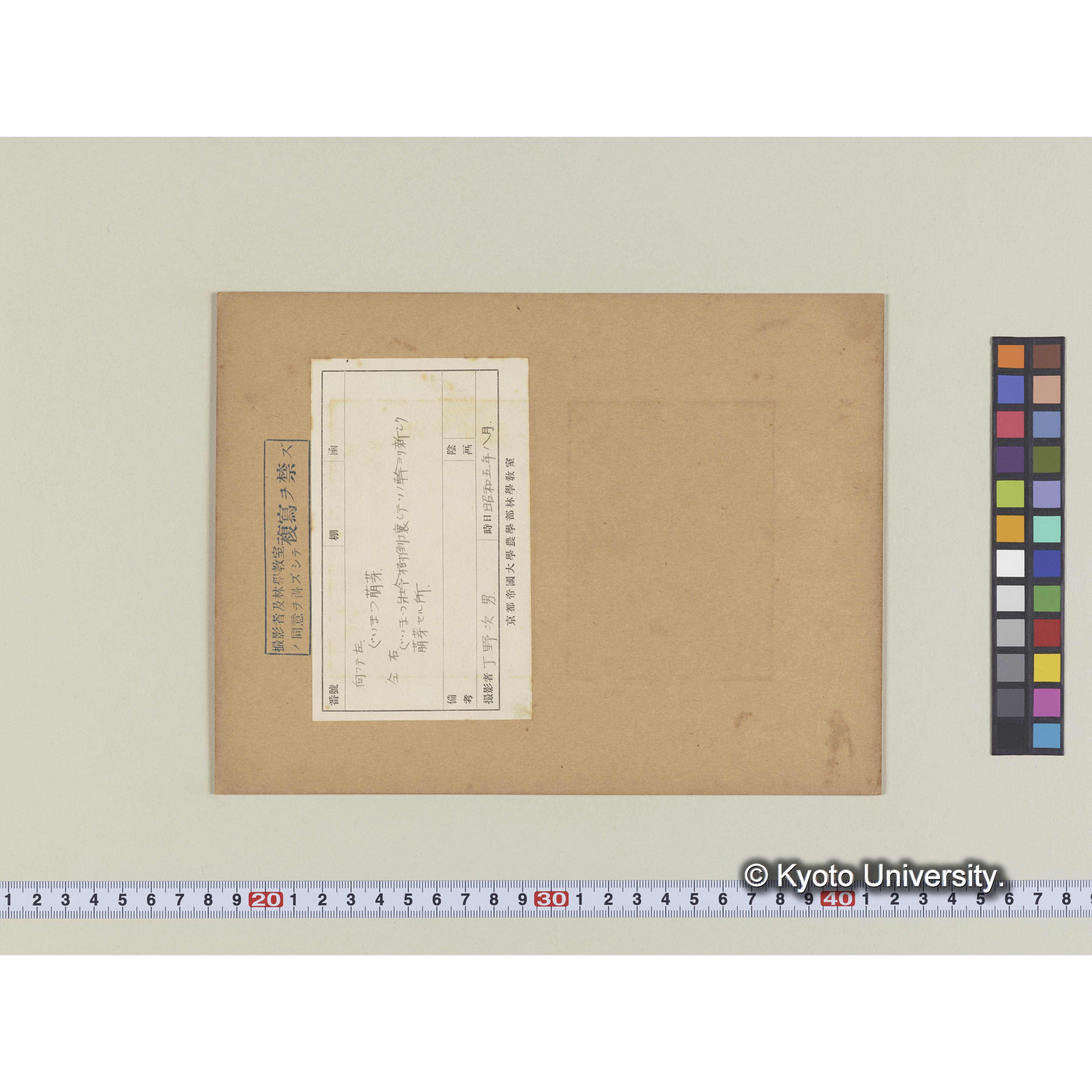 グイマツの萌芽 (1)