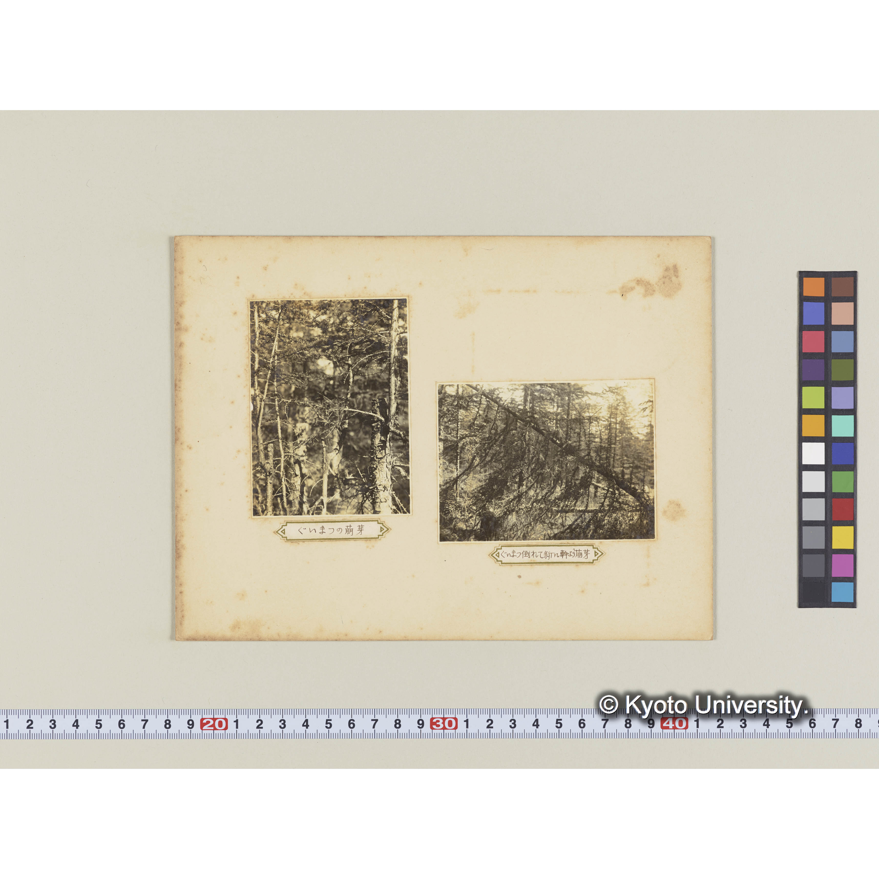 グイマツの萌芽 (2)