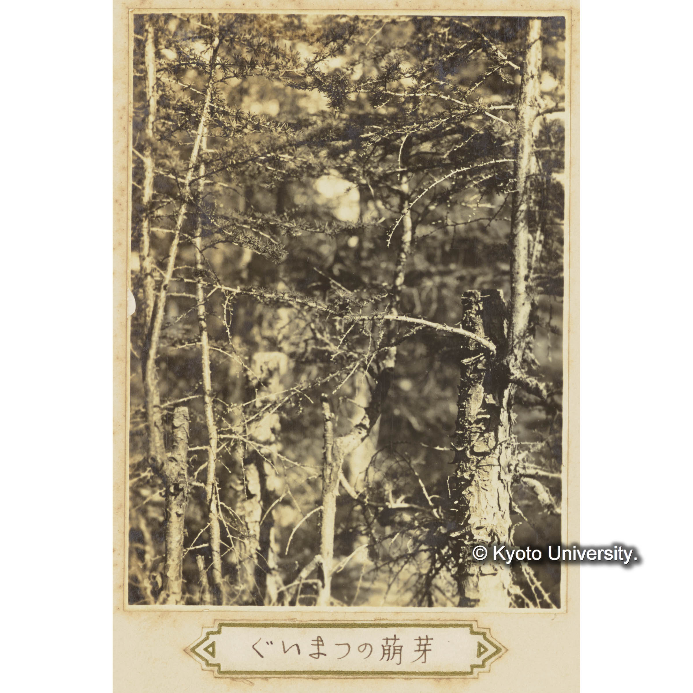 グイマツの萌芽 (3)